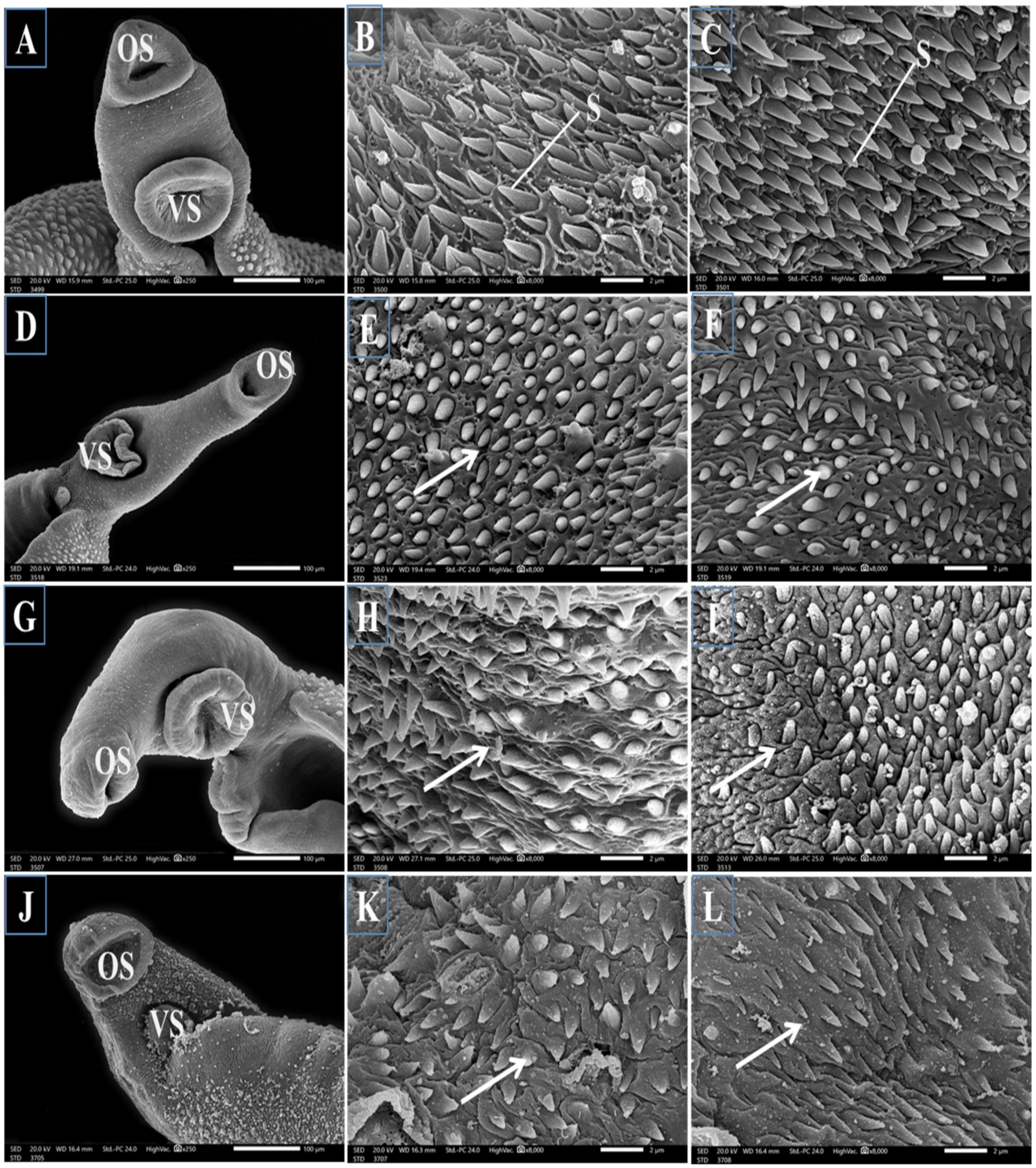 Jox 14 00056 g003 Jox 14 00056 g003