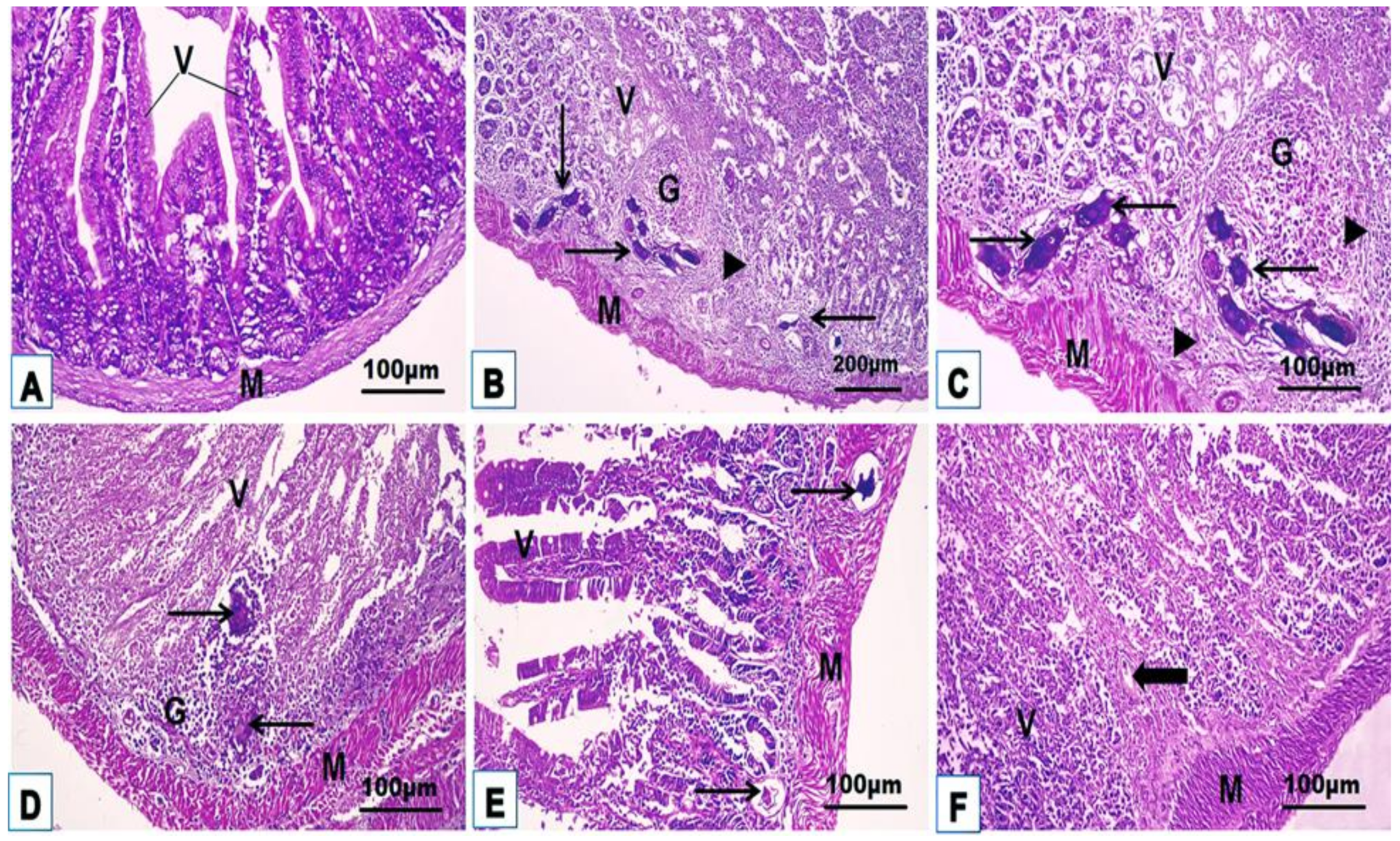 Jox 14 00056 g006 Jox 14 00056 g006