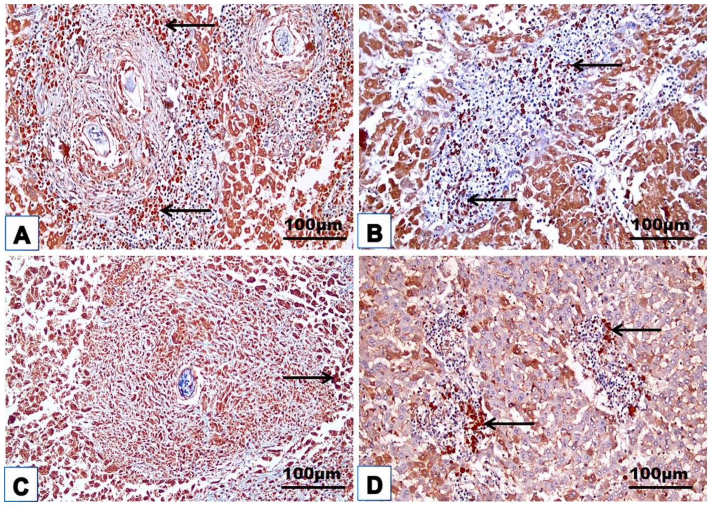 Jox 14 00056 g008 Jox 14 00056 g008
