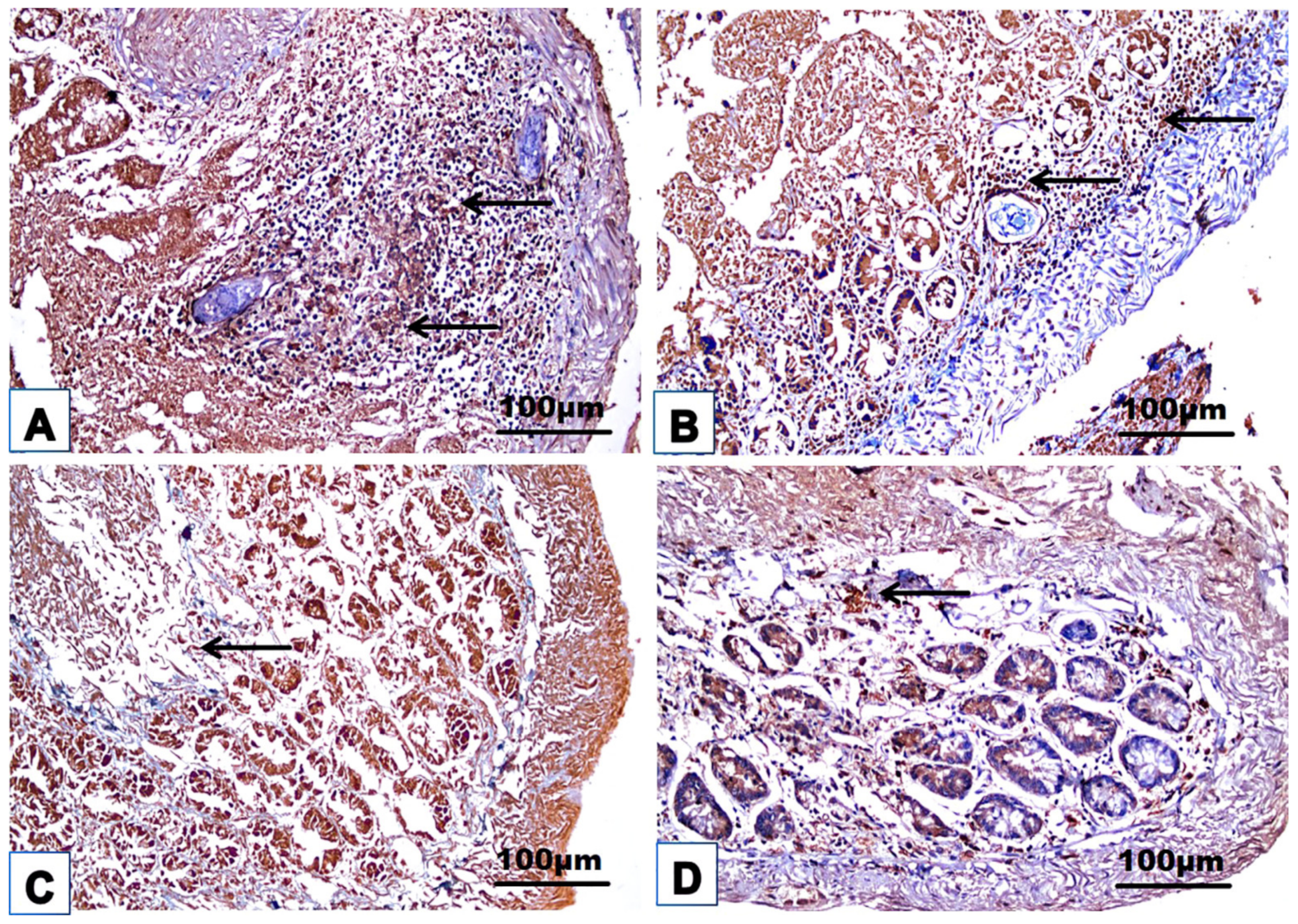 Jox 14 00056 g010 Jox 14 00056 g010