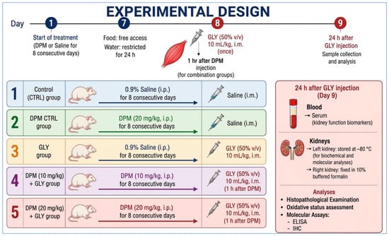 A schematic diagram of the study protocol design. DPM: dipyridamole, GLY: glycerol, i.p.: intraperitoneal injection, i.m.: intramuscular injection, ELISA: enzyme-linked immunosorbent assay, IHC: immunohistochemistry.