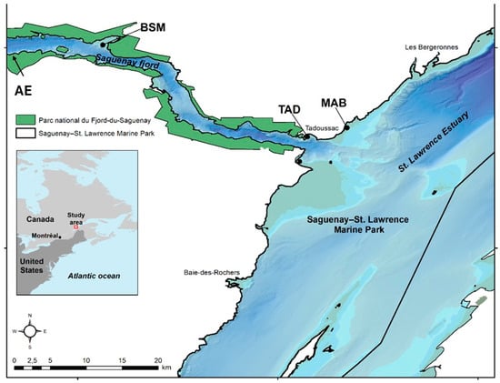 Study area. The location of four Mya arenaria intertidal sampling sites: TAD (Baie de Tadoussac), a site subject to wharf, marina and wastewater discharge pollution; MAB (Baie du Moulin-à-Baude), a reference site located upstream of the Baude river; AE (Anse aux Érables), a site located upstream of the fjord receiving the input from large cities upstream of Saguenay Fjord (Saguenay city); BSM (Baie Sainte-Marguerite), a beluga whale high residency area.
