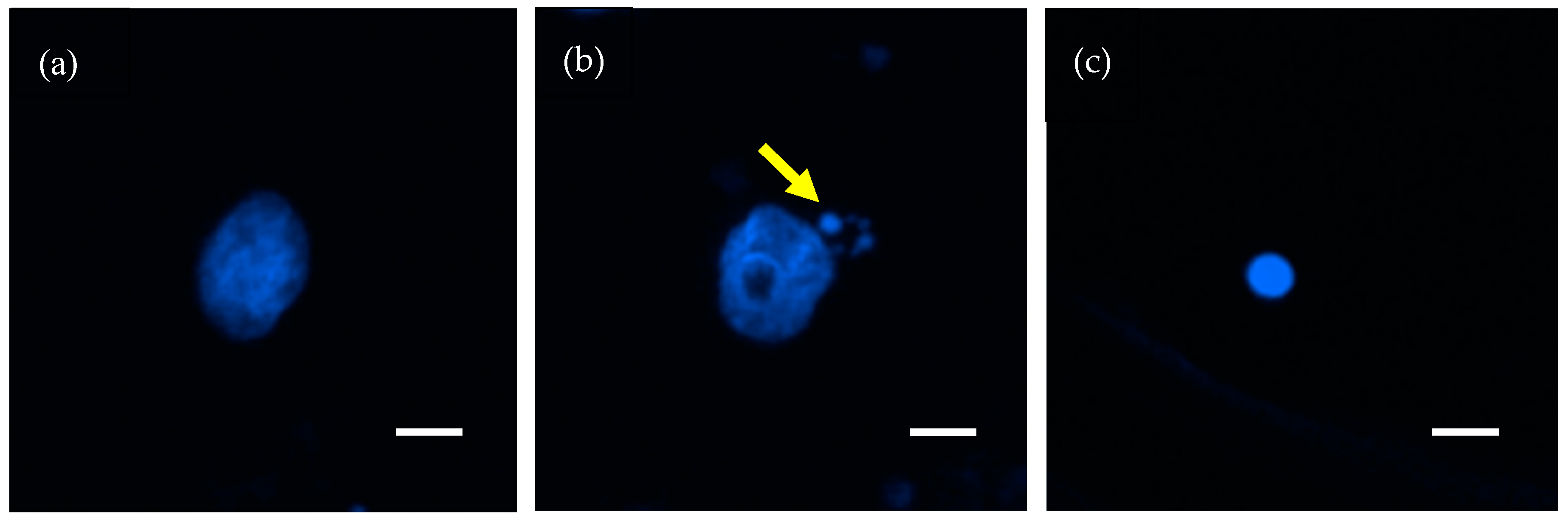 Jpm 10 00110 g001 Jpm 10 00110 g001