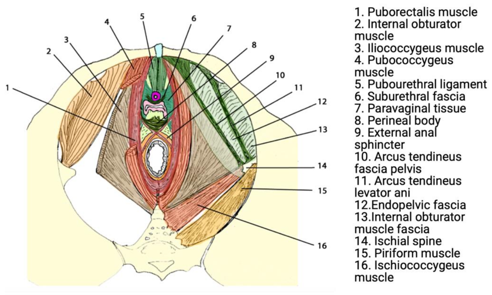 Jpm 11 00840 g001 Jpm 11 00840 g001