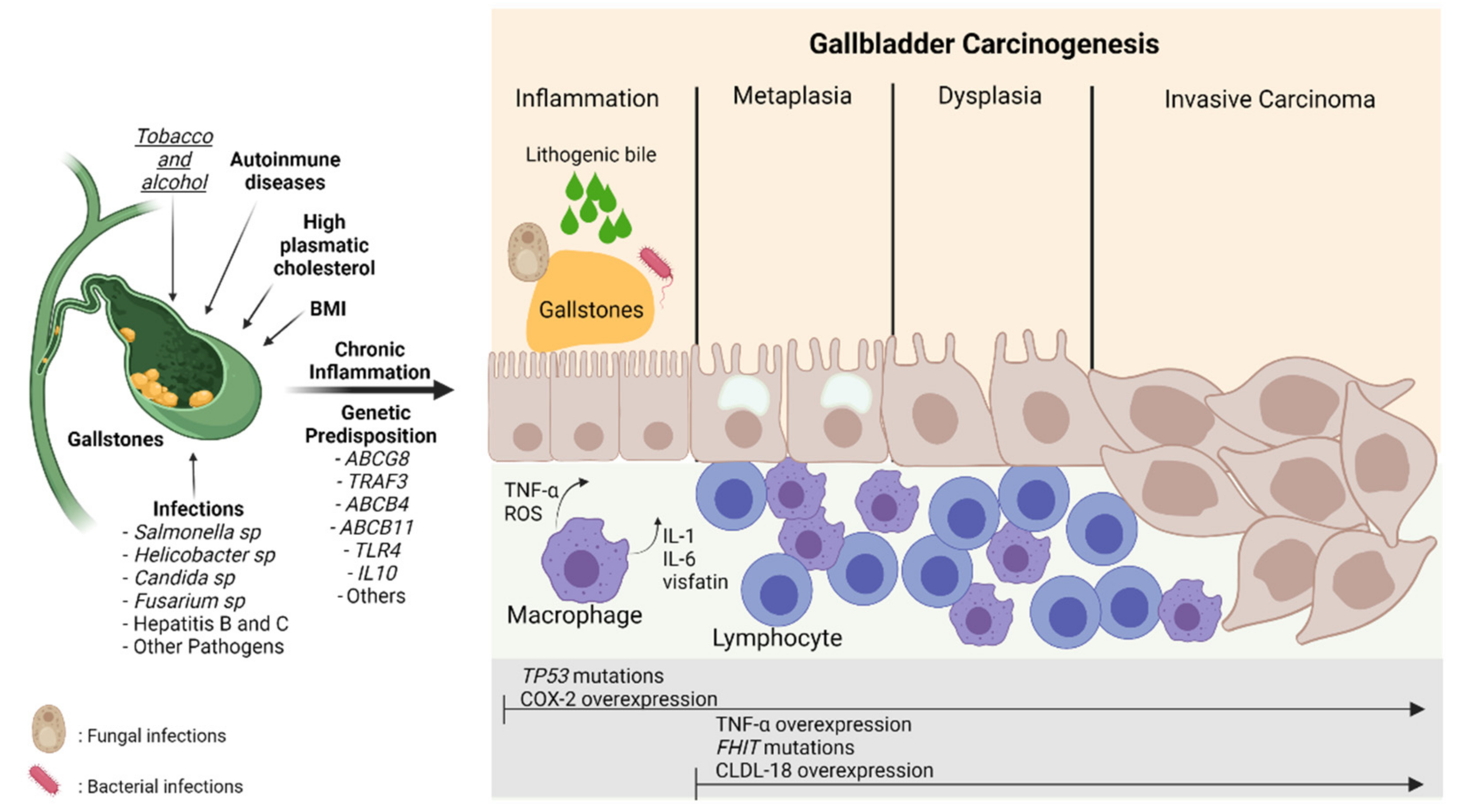 Jpm 12 00234 g003 Jpm 12 00234 g003