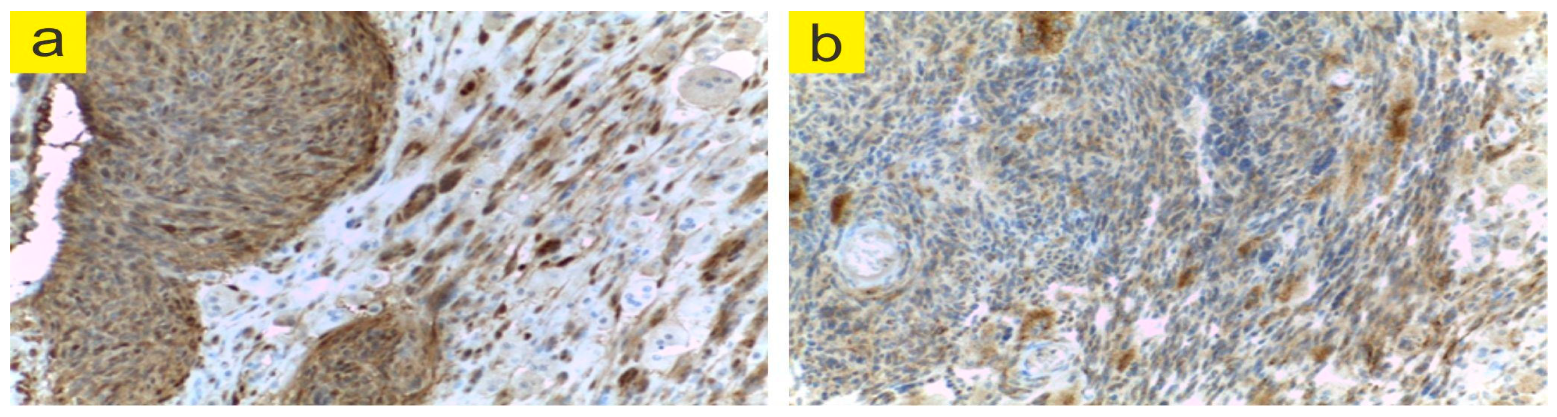 Jpm 13 00607 g006 Jpm 13 00607 g006