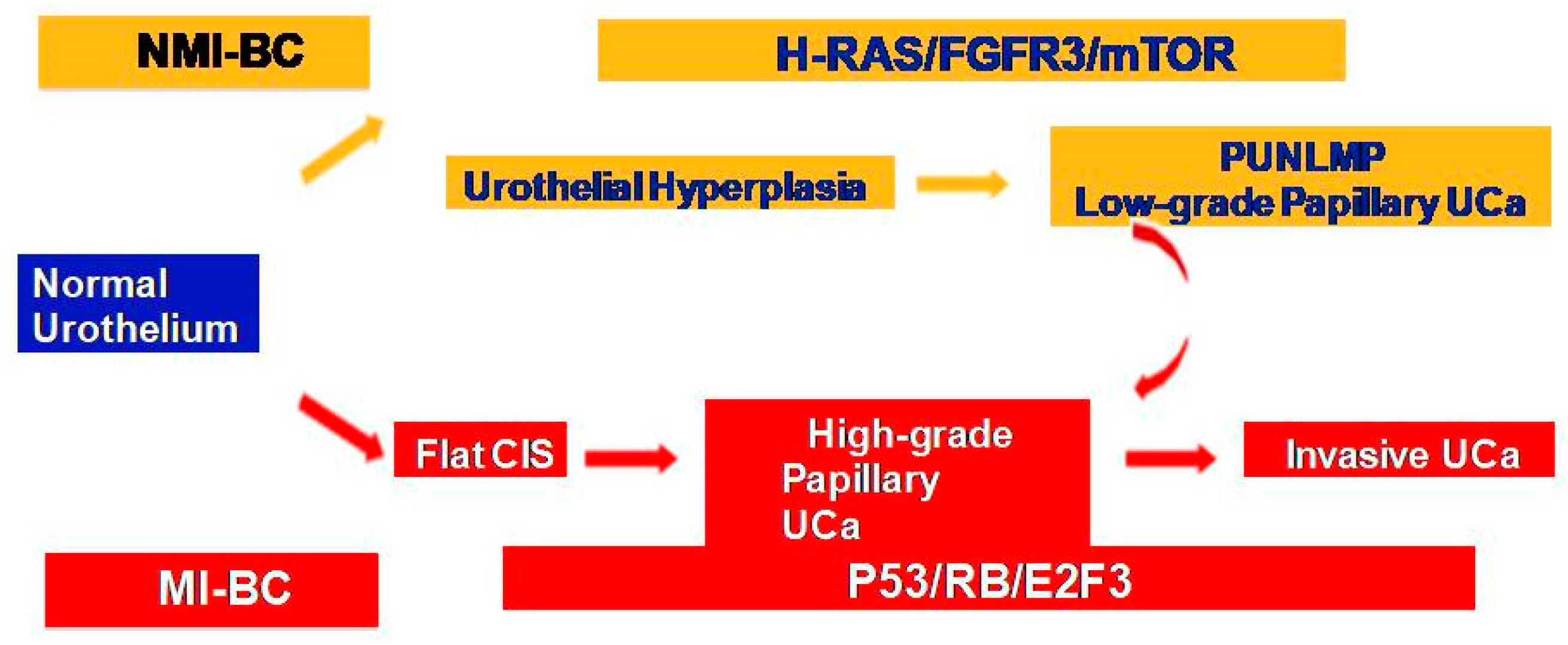 Jpm 13 00756 g001 Jpm 13 00756 g001