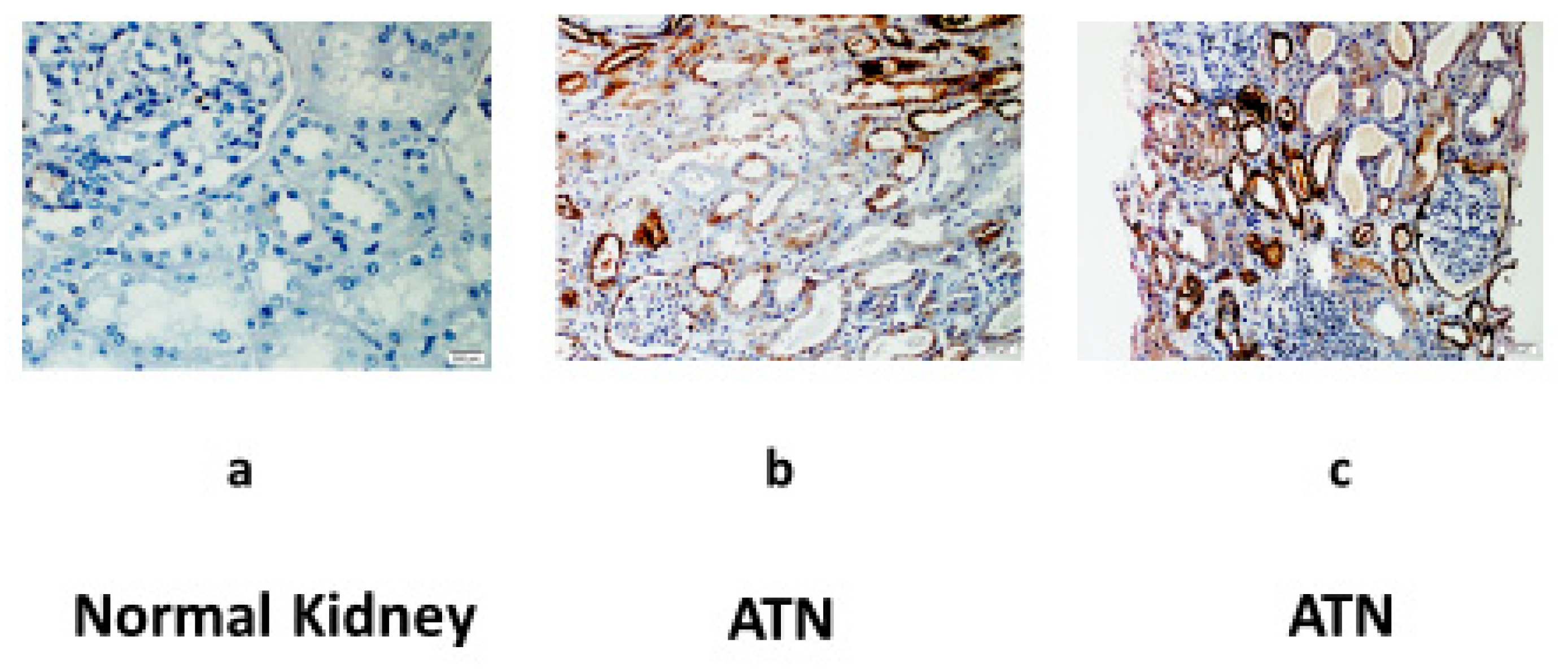 Jpm 13 01134 g005 Jpm 13 01134 g005