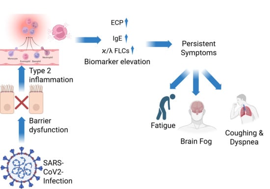 Associations between dichotomized biomarker categories, with p-values derived from Pearson’s chi-square tests. (A) Kappa free light chains (FLC) strongly correlated with eosinophil cationic protein (ECP) (p = 0.001). (B) Elevated Kappa FLCs were also associated with higher total IgE (p = 0.015). (C) Lambda FLC correlated modestly with ECP (p = 0.041). (D) Heatmap showing the proportion of patients with biomarker elevations across major symptom clusters (dyspnea, cough, fatigue, and brain fog). Data highlight coordinated activation of humoral and eosinophilic pathways in allergic individuals with long COVID, supporting a model of sustained inflammation and epithelial barrier dysfunction.