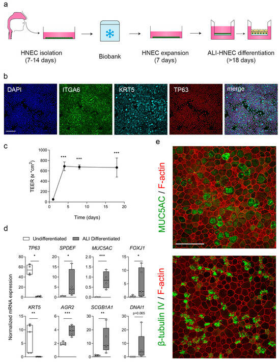 Characterization of cryopreserved nasal epithelial cell cultures. (a) Workflow for isolation, cryopreservation, and ALI differentiation of HNEC. (b) Immunofluorescent staining of undifferentiated HNEC showing nuclei (DAPI, blue), ITGA6 (green), KRT5 (cyan), and p63 (red). Scale bar = 100 μm. (c) Transepithelial electrical resistance (TEER) during ALI differentiation (n = 3 independent donors). Data are means ± SD. TEER values are shown as Ω × cm2 (means ± SD). (d) Gene expression of basal (TP63, KRT5), secretory (SPDEF, AGR2, MUC5AC, SCGB1A1), and ciliated (FOXJ1, DNAI1) markers in undifferentiated versus ALI-differentiated HNEC (n = 4–5 donors). Expression normalized to ATP5B and RPL13A, and is shown as boxplots with whiskers from minimum to maximum. (e) Confocal imaging of day-18 ALI-HNEC showing MUC5AC+ secretory cells (green) and β-tubulin IV+ ciliated cells (green), with phalloidin (red). Scale bar = 50 μm. Analysis of difference was conducted with a one-way ANOVA with Bonferroni post hoc test (c), and paired t-test (d). * p < 0.05, ** p < 0.01, and *** p < 0.001.