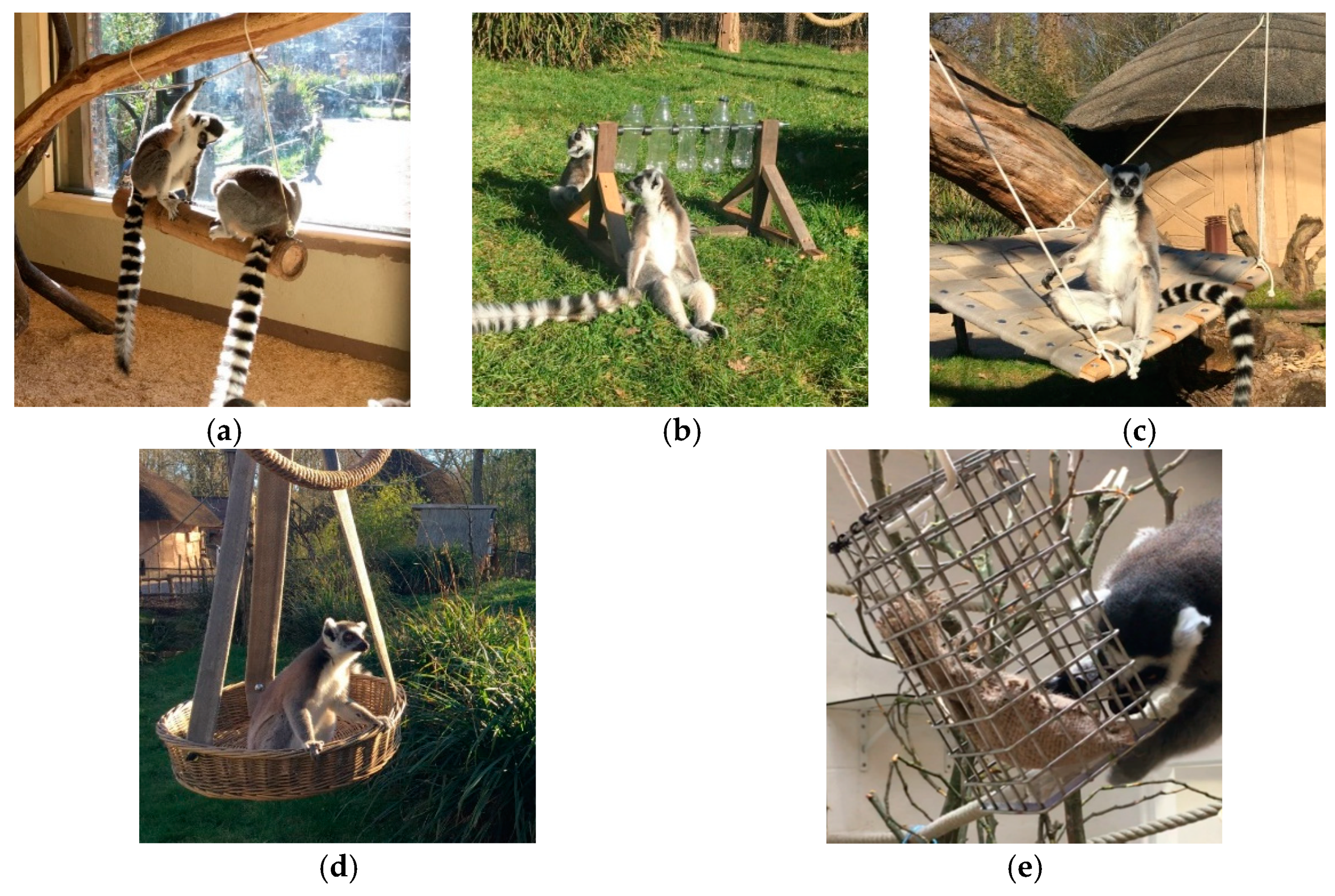 Effects of Enclosure and Environmental Enrichment on the Behaviour of ...