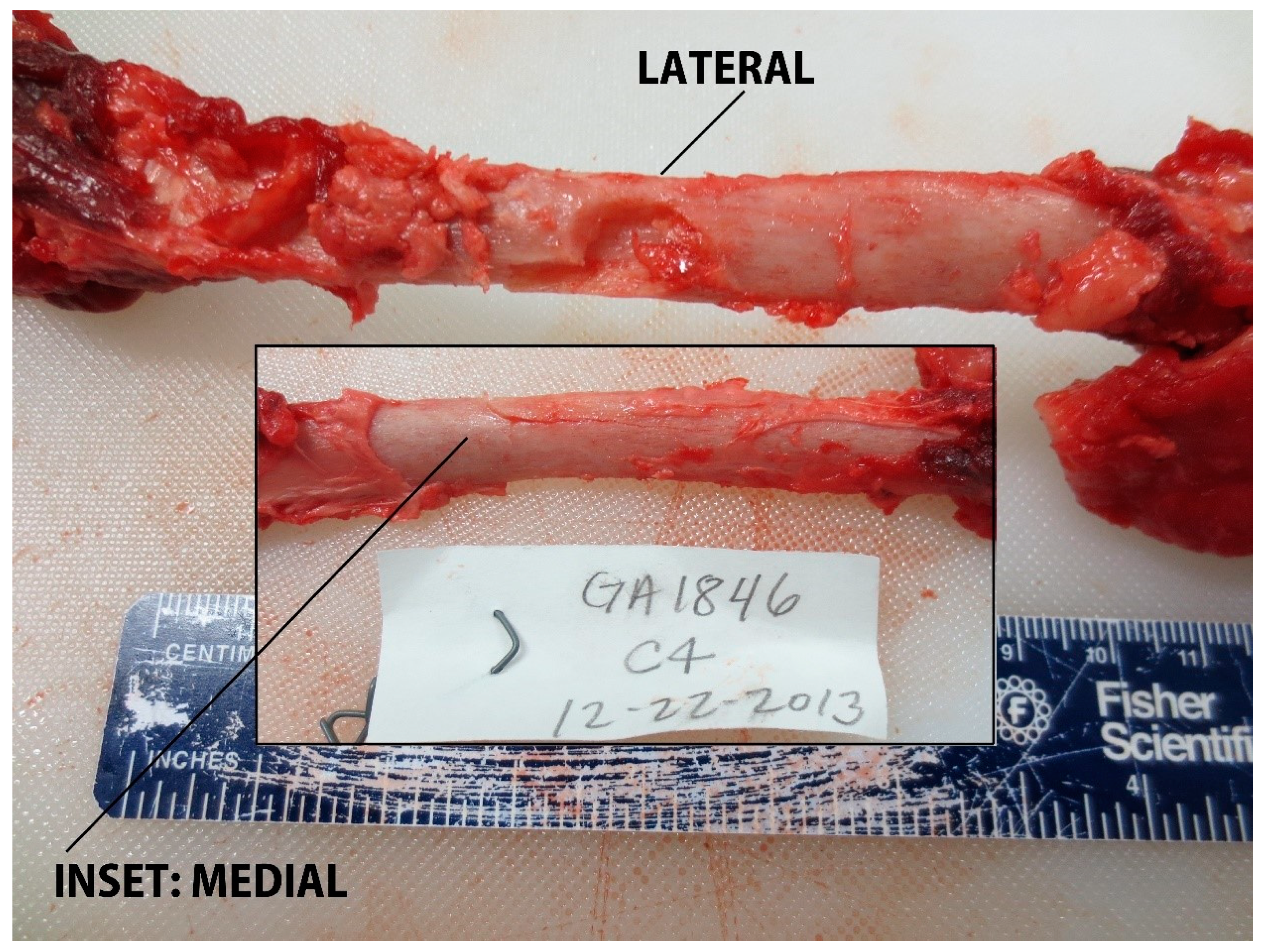 Jzbg 02 00039 g006 Jzbg 02 00039 g006