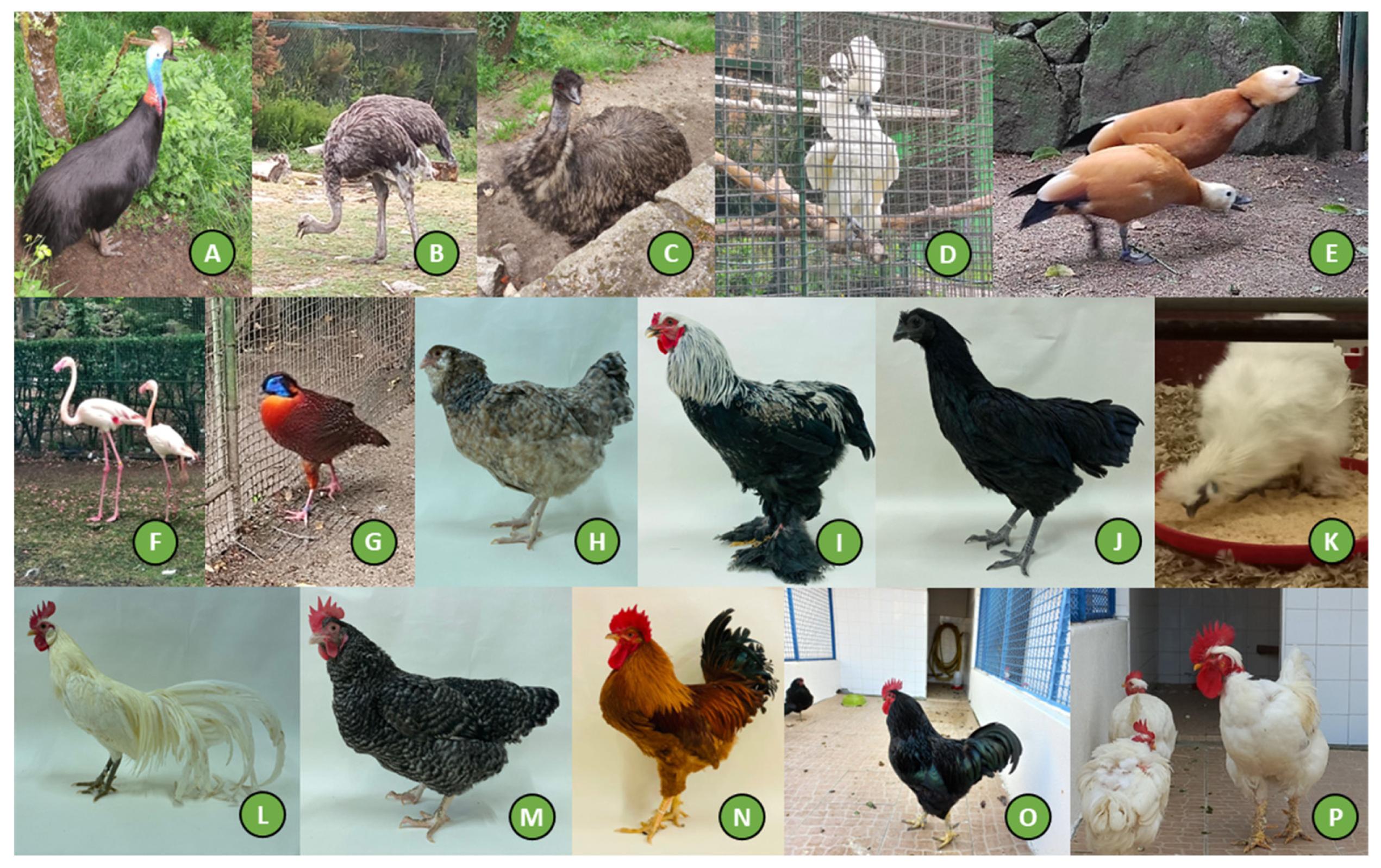 Jzbg 05 00020 g001 Jzbg 05 00020 g001