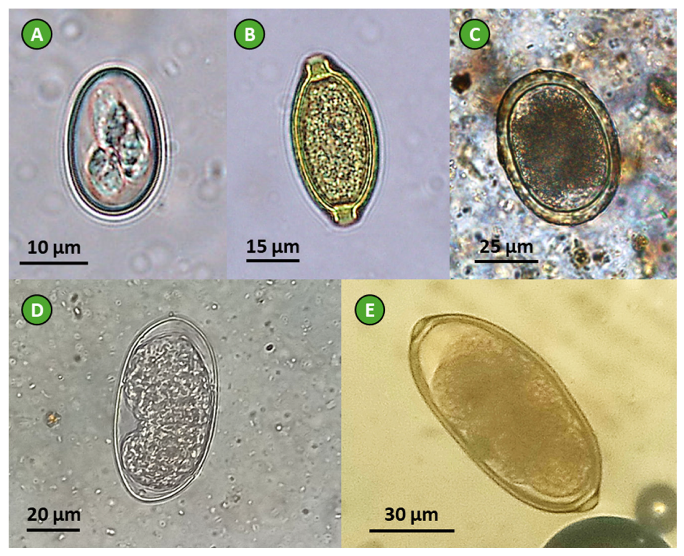 Jzbg 05 00020 g002 Jzbg 05 00020 g002