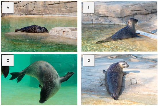 Individual photographs for photo-identification (A–D): (A) Schizzo; (B) Mohana; (C) Zoe; (D) Rhea.