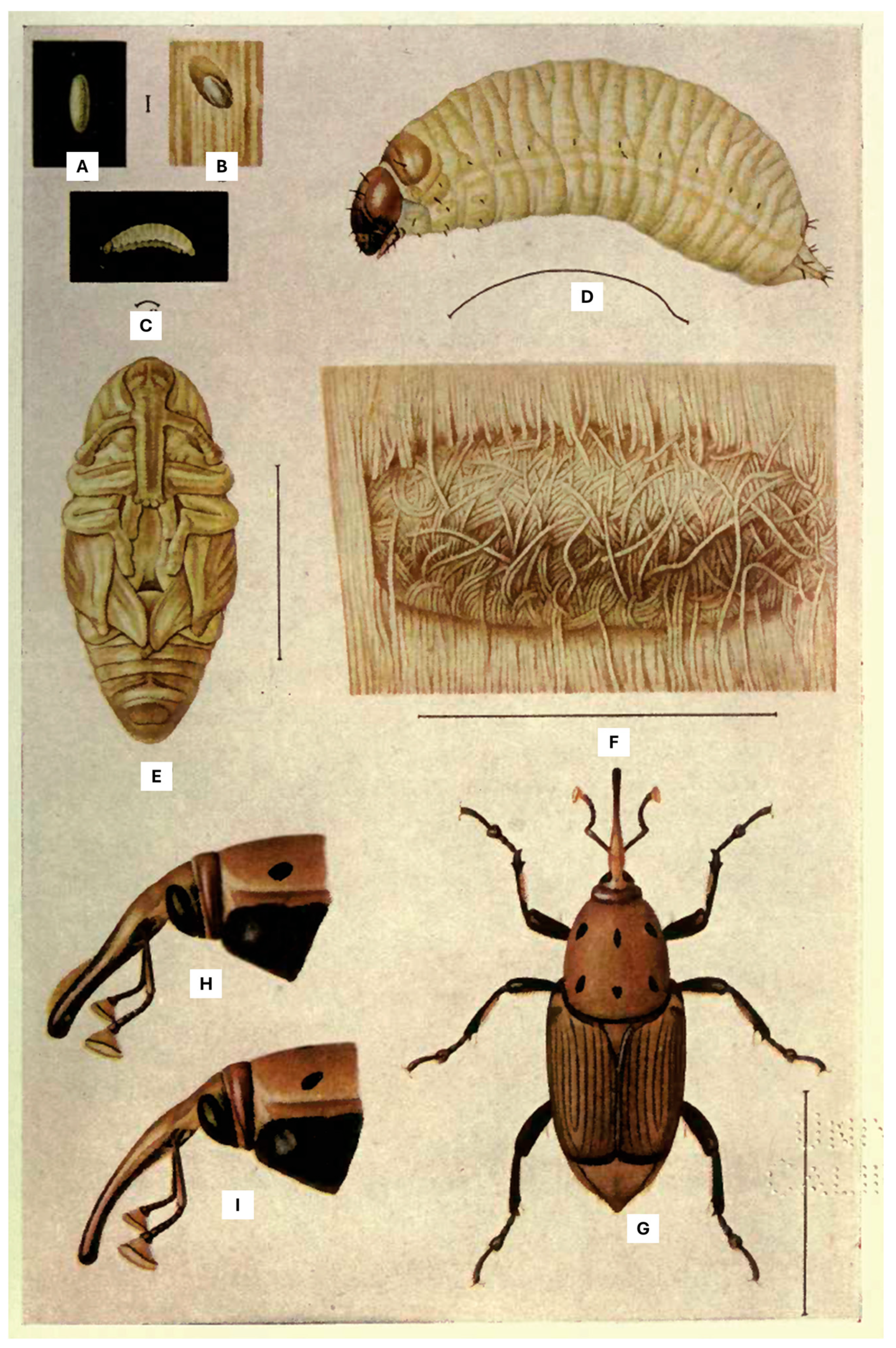 Jzbg 07 00008 g003 Jzbg 07 00008 g003