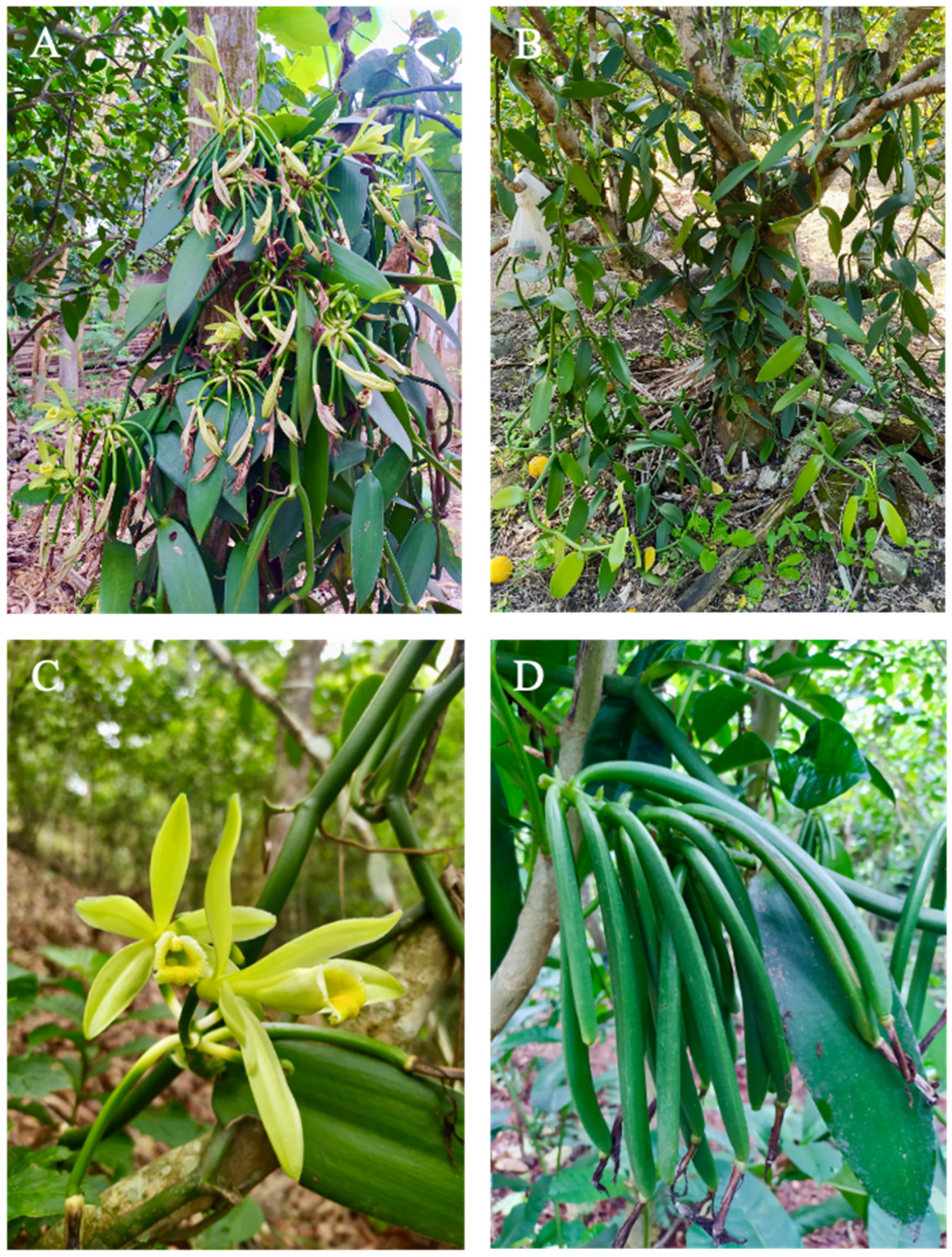 Jzbg 07 00009 g001 Jzbg 07 00009 g001