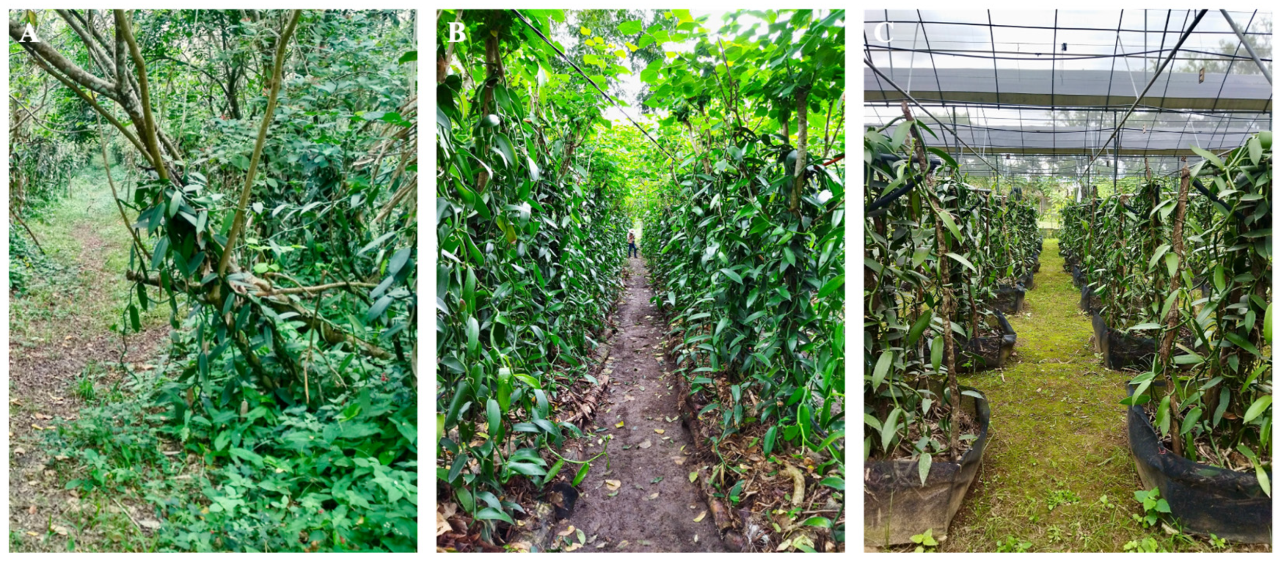 Jzbg 07 00009 g002 Jzbg 07 00009 g002