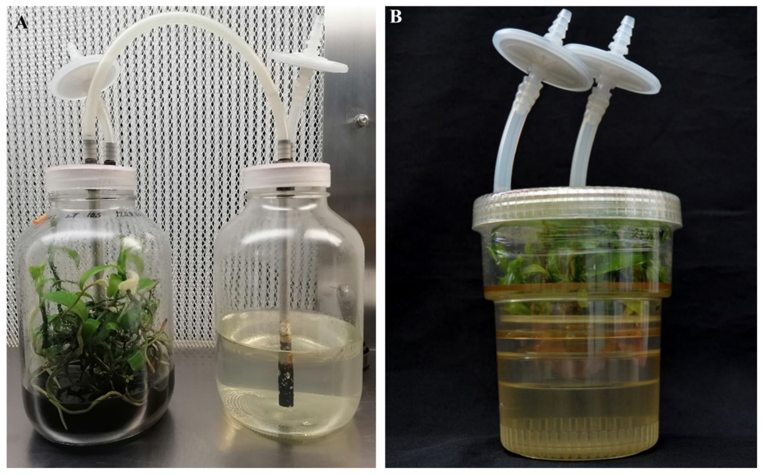 Jzbg 07 00009 g005 Jzbg 07 00009 g005