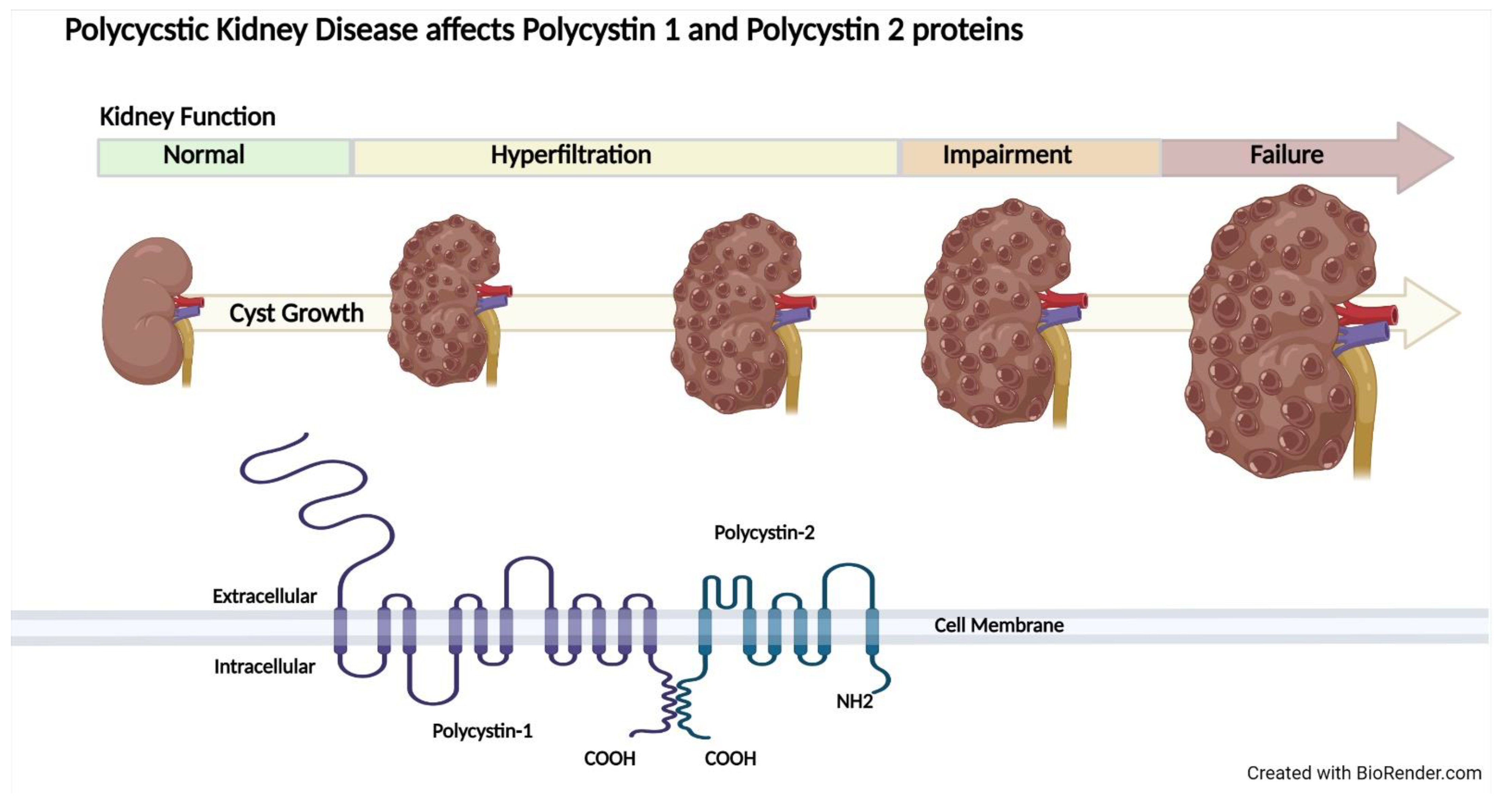 Kidneydial 02 00013 g001 Kidneydial 02 00013 g001