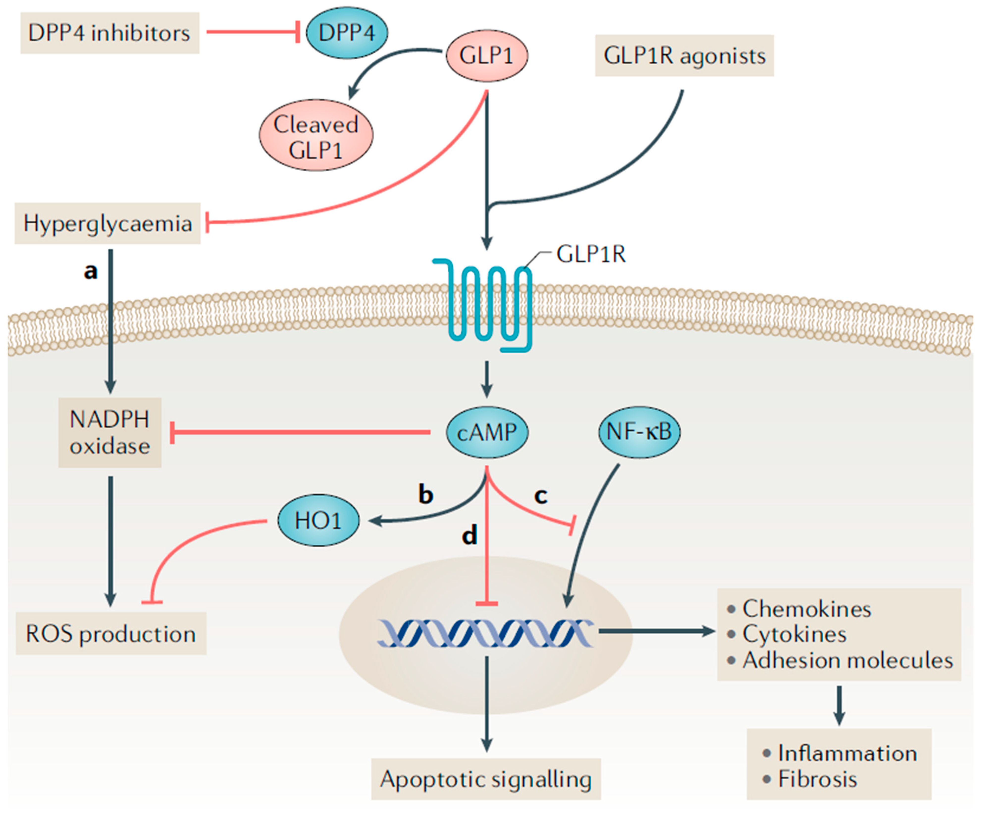 Kidneydial 02 00034 g002