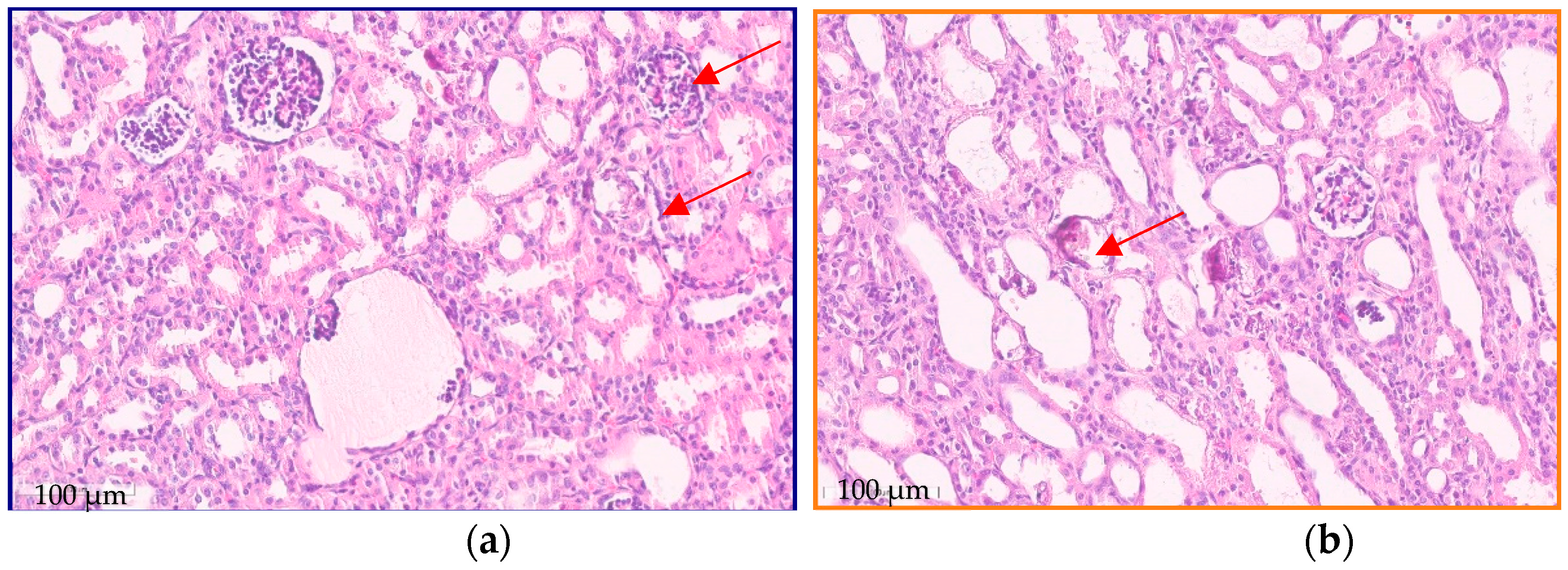 Kidneydial 03 00018 g001