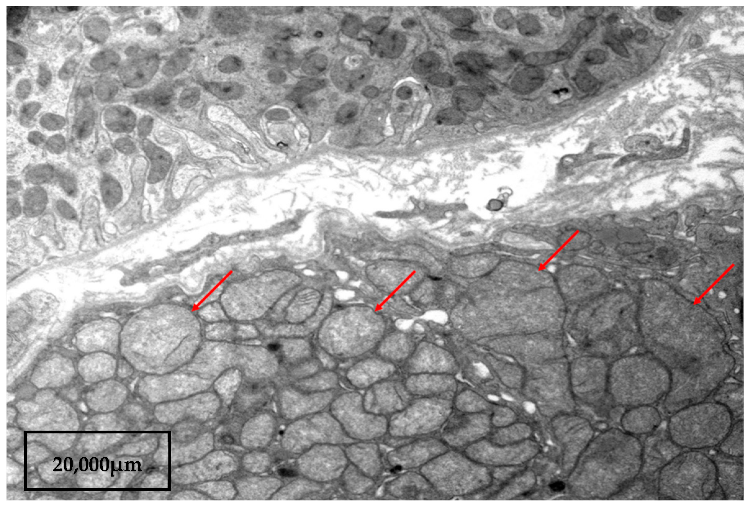 Kidneydial 03 00018 g002