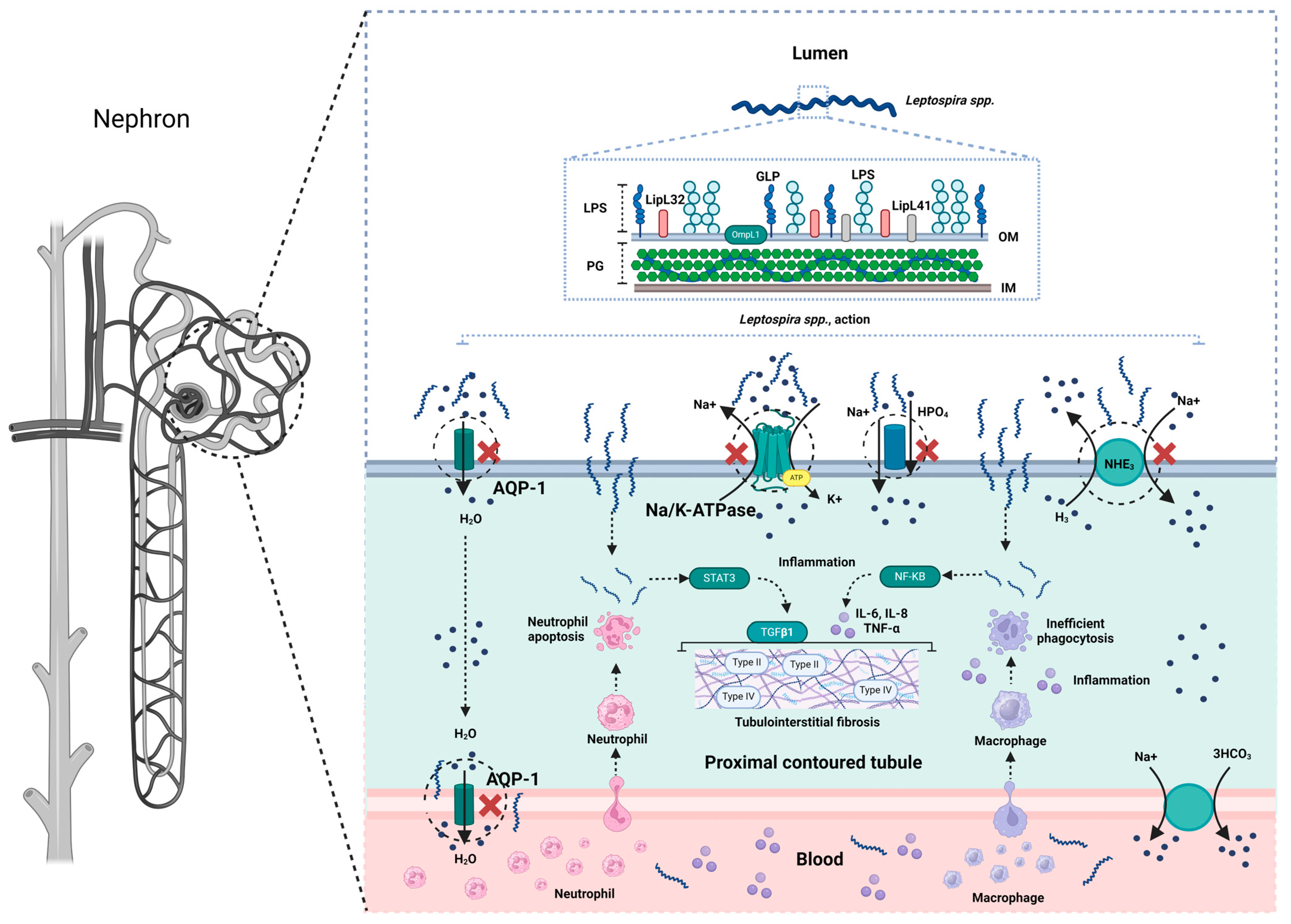 Kidneydial 04 00006 g001