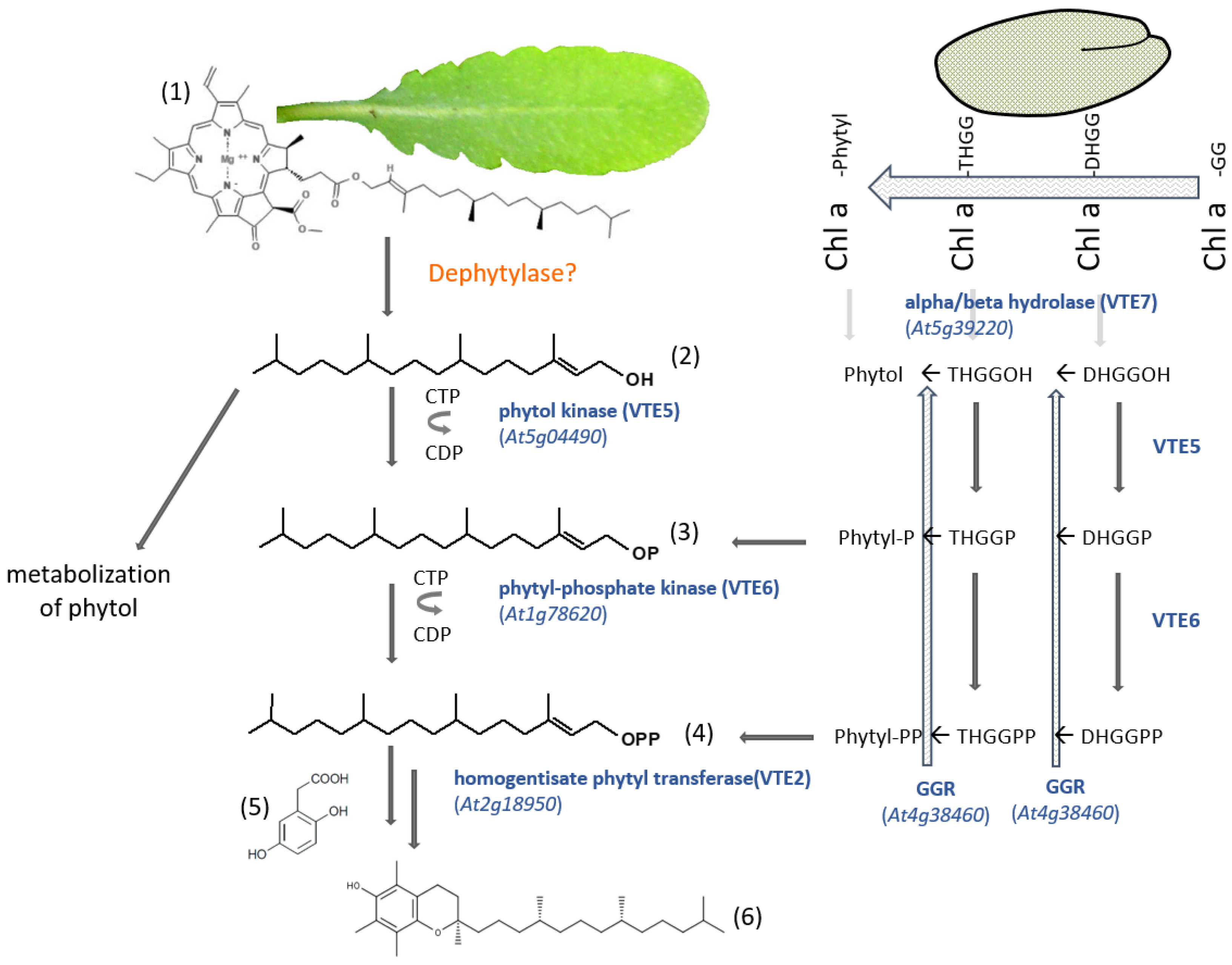 Kinasesphosphatases 01 00010 g005