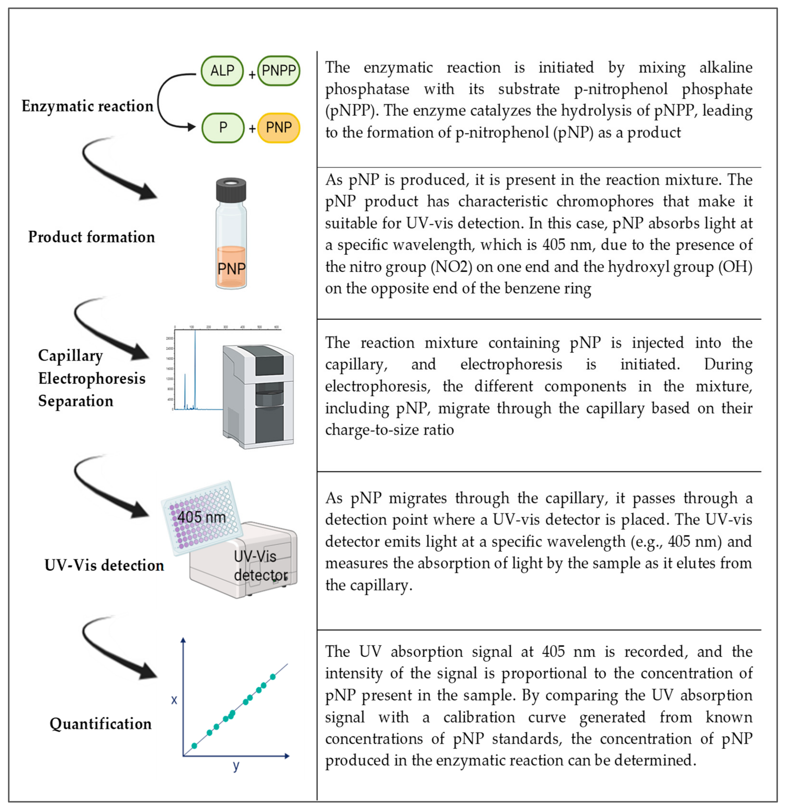Kinasesphosphatases 01 00013 g003