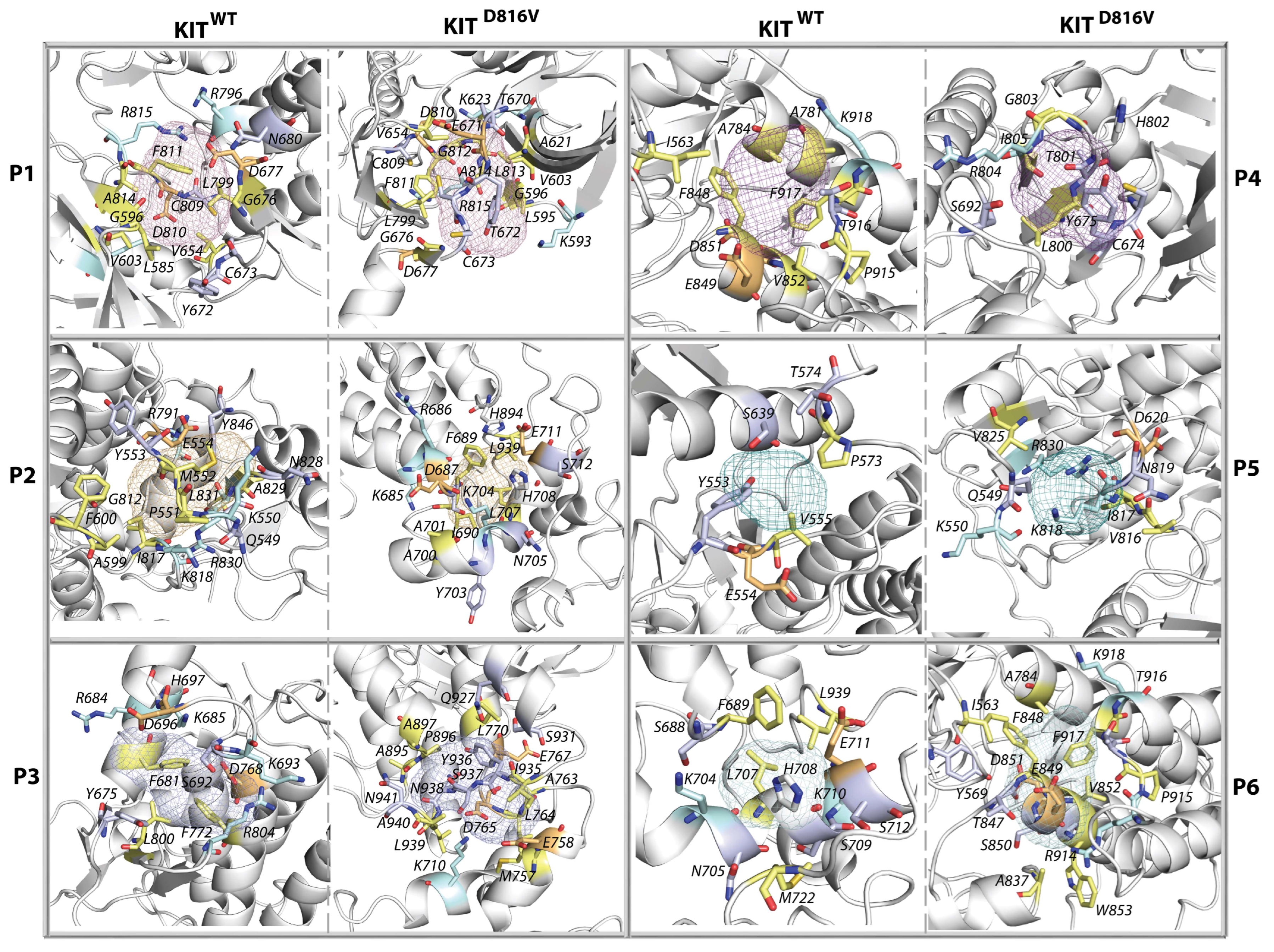 Kinasesphosphatases 01 00014 g010 Kinasesphosphatases 01 00014 g010