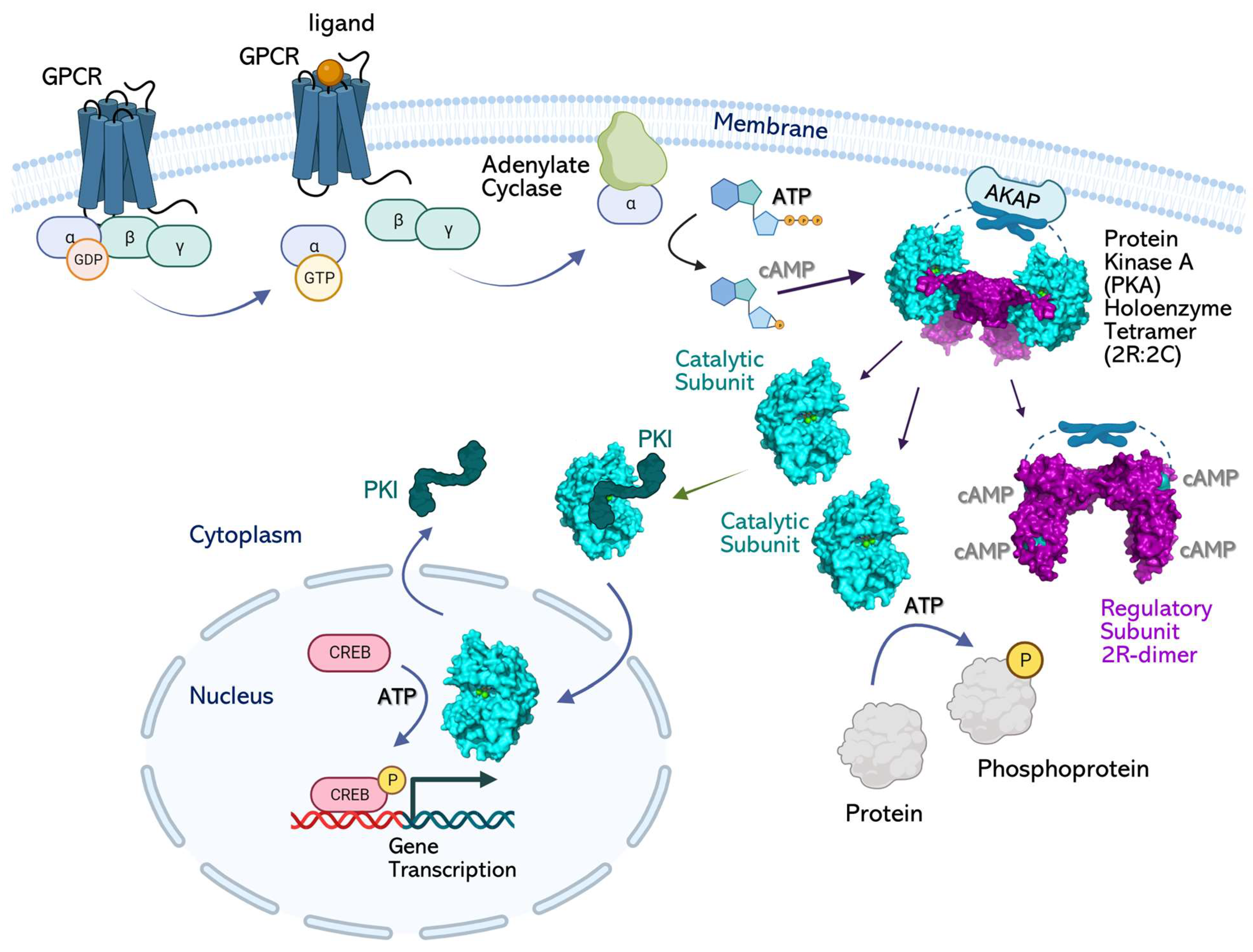 Kinasesphosphatases 01 00016 g001