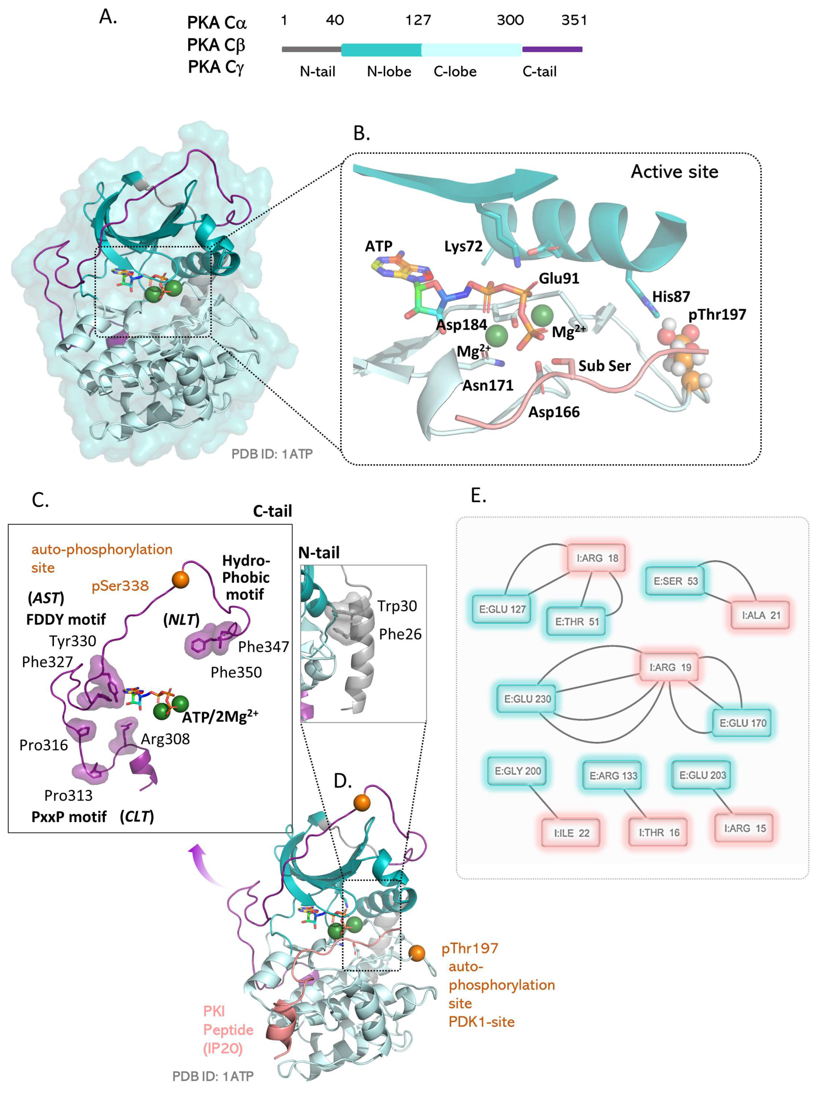 Kinasesphosphatases 01 00016 g002