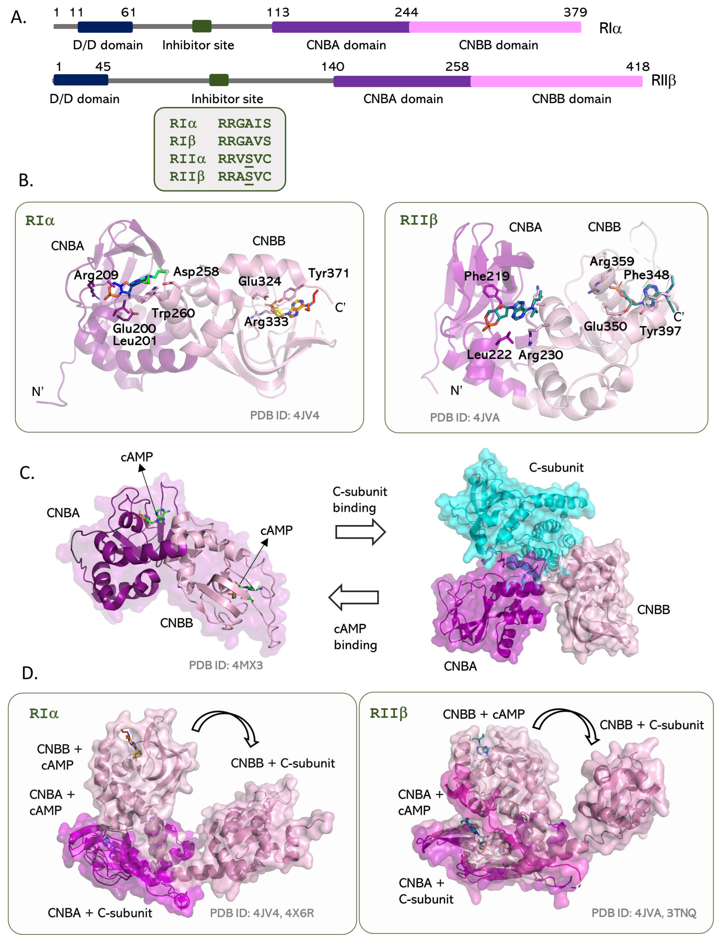 Kinasesphosphatases 01 00016 g004