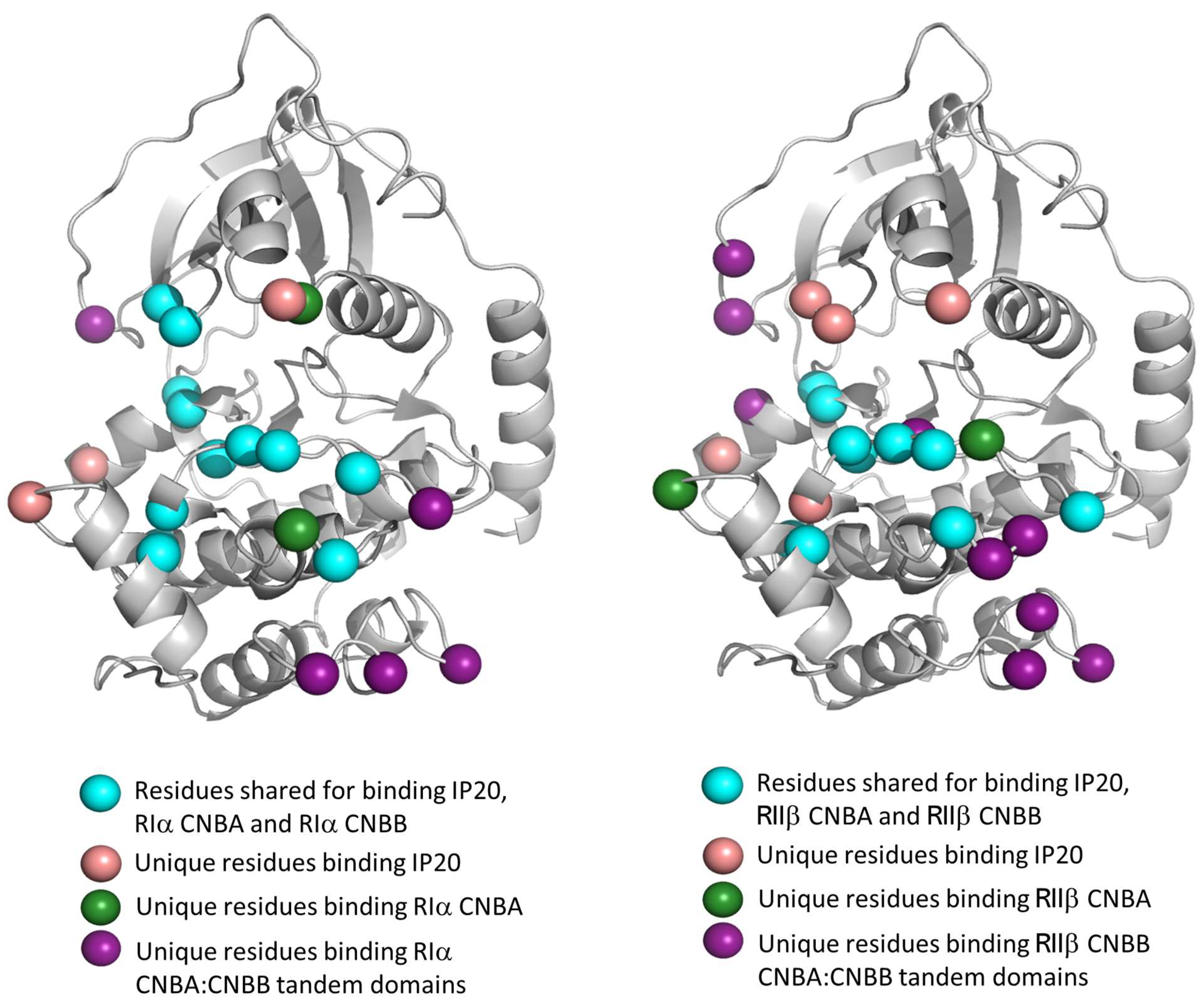 Kinasesphosphatases 01 00016 g007