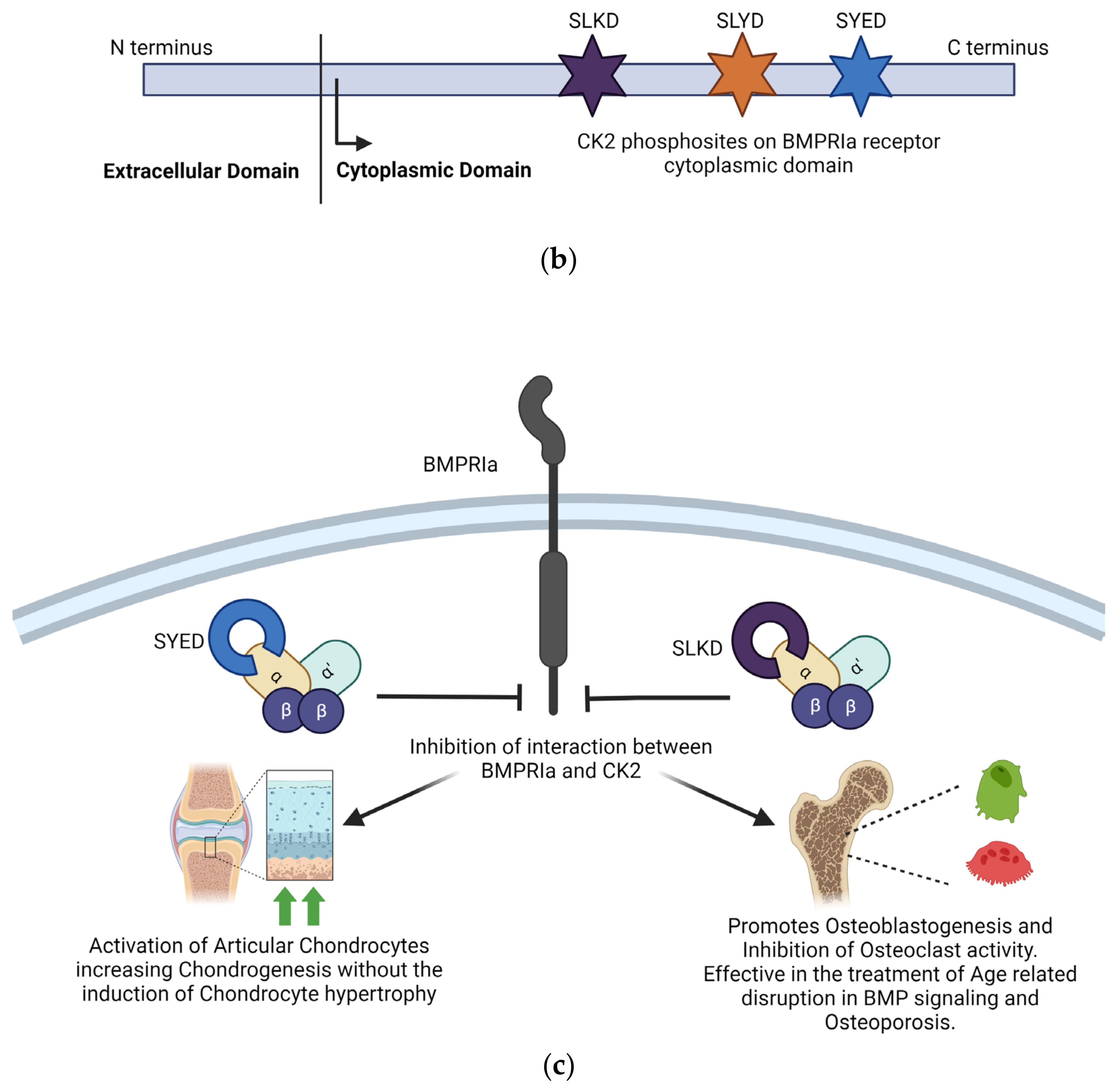 Kinasesphosphatases 02 00004 g003b