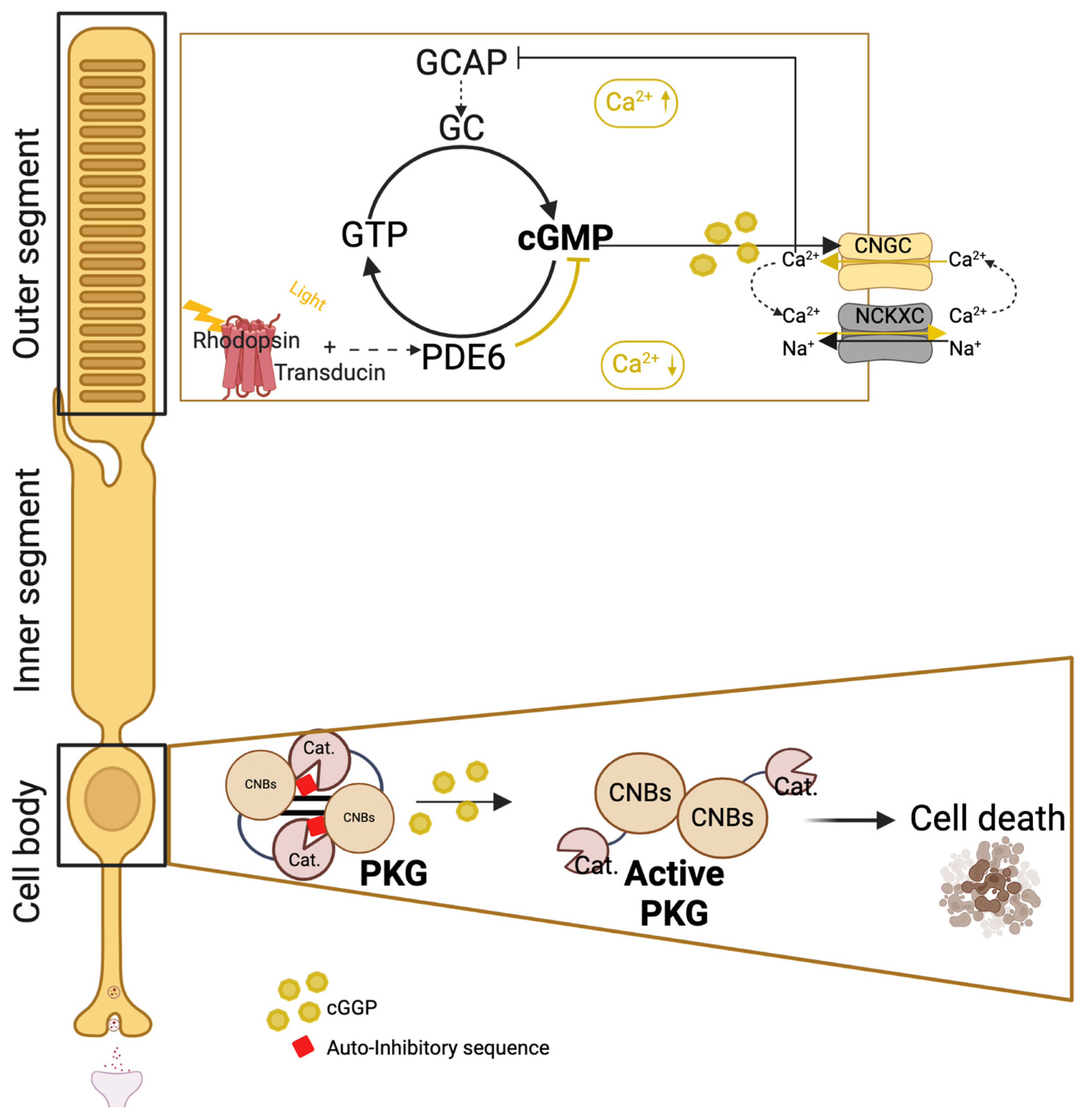 Kinasesphosphatases 02 00006 g002