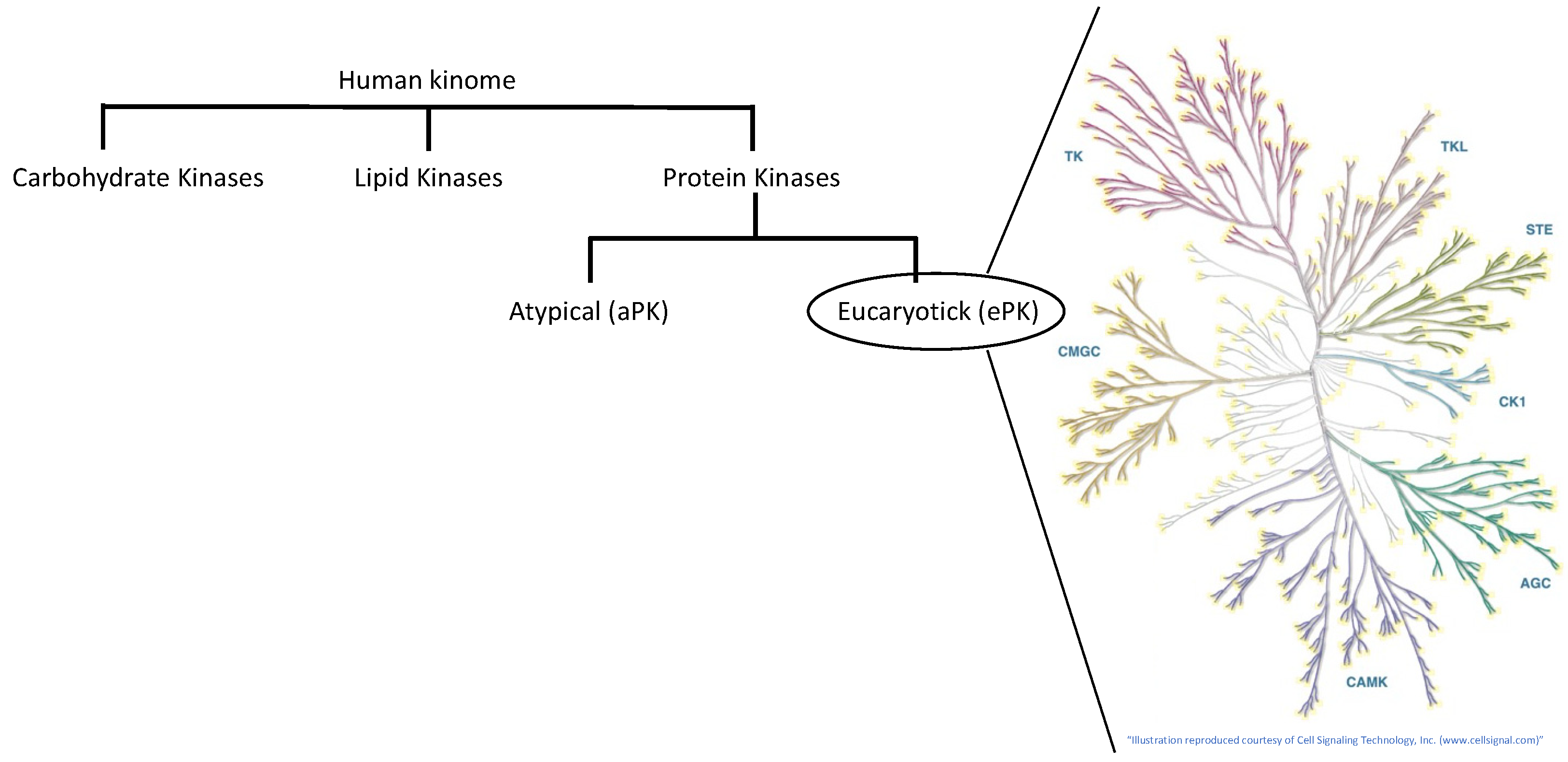 Kinasesphosphatases 02 00006 g003