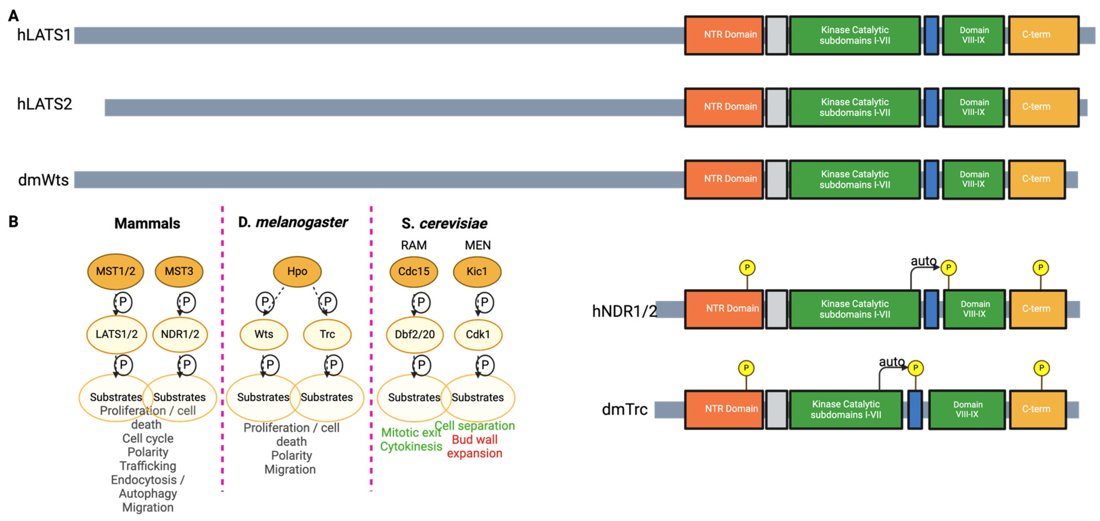 Kinasesphosphatases 02 00006 g005