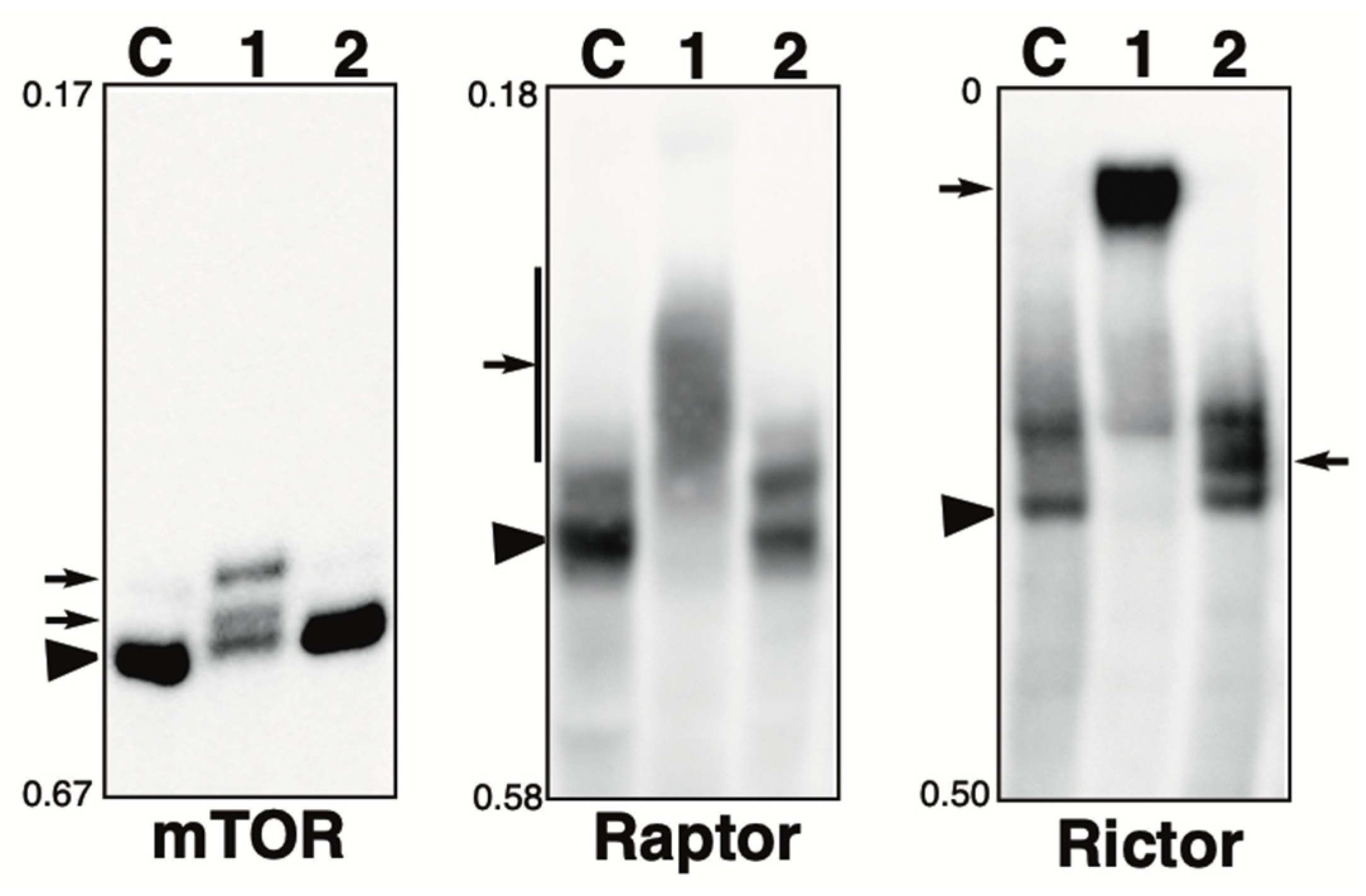 Kinasesphosphatases 02 00014 g004