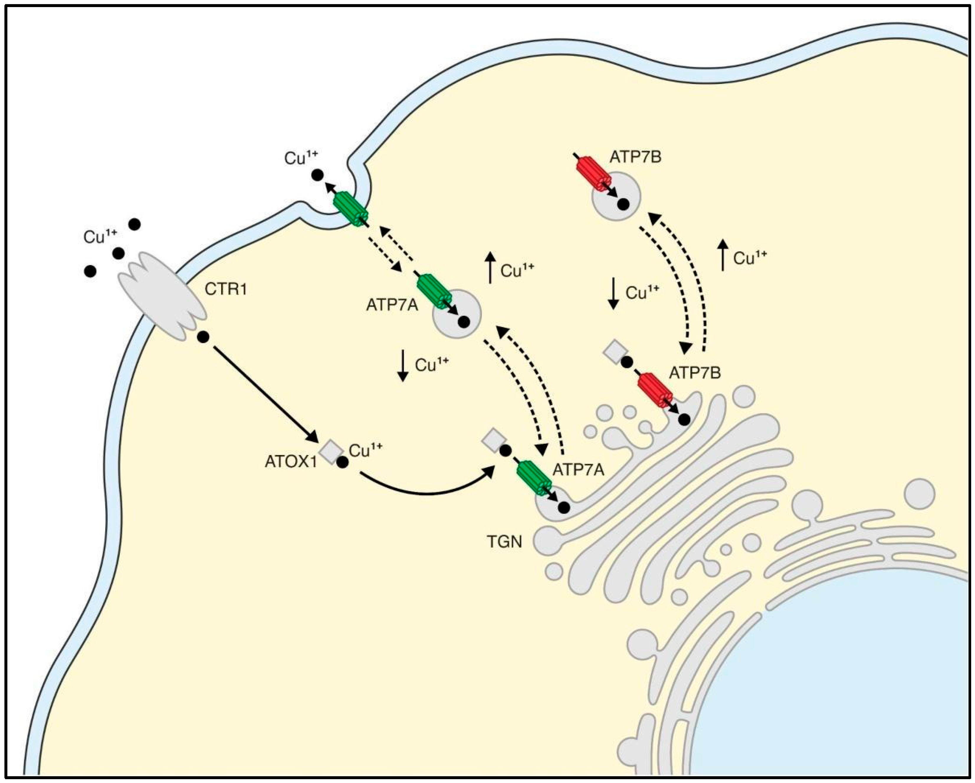 Kinasesphosphatases 02 00015 g001
