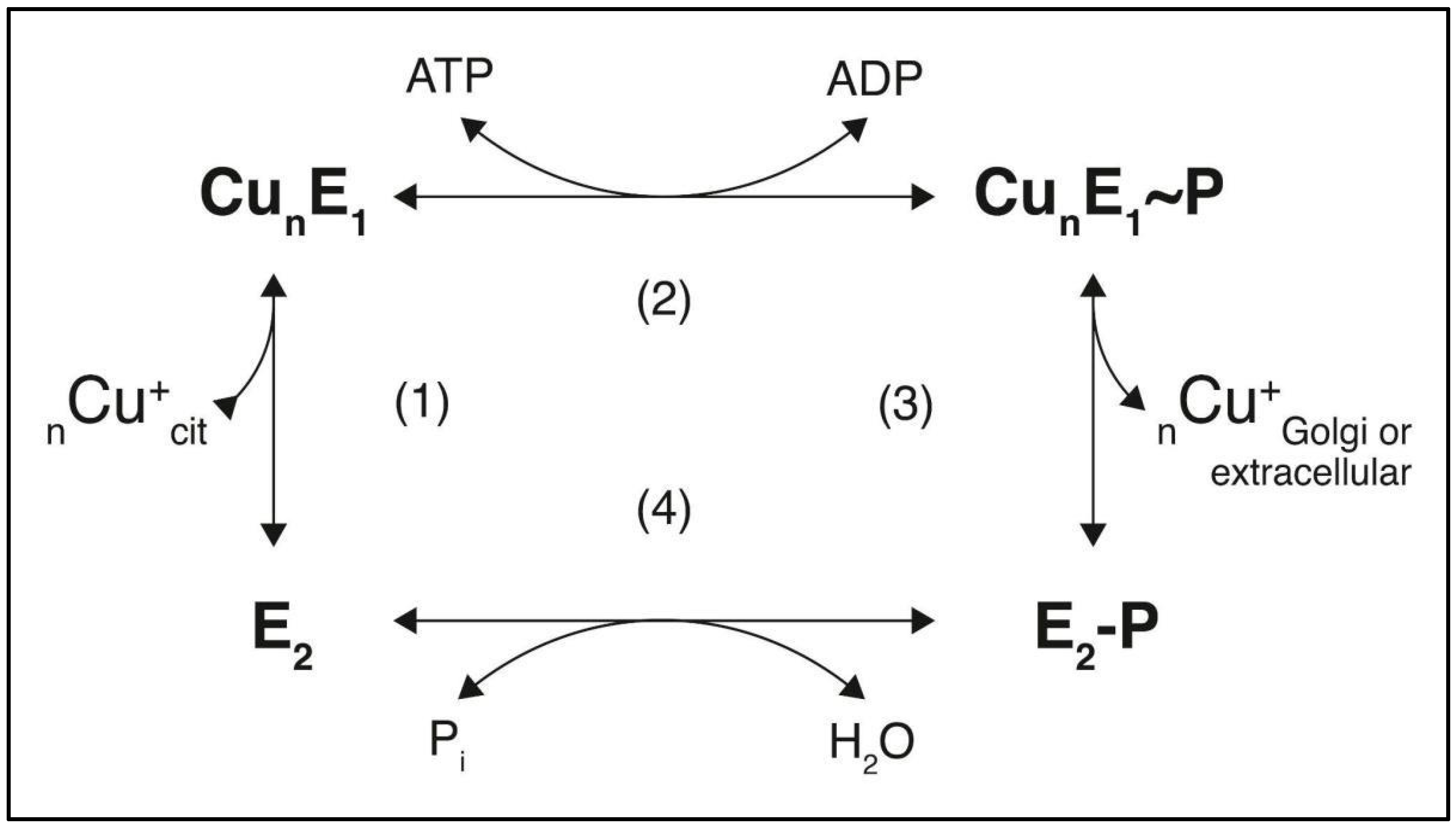 Kinasesphosphatases 02 00015 g002