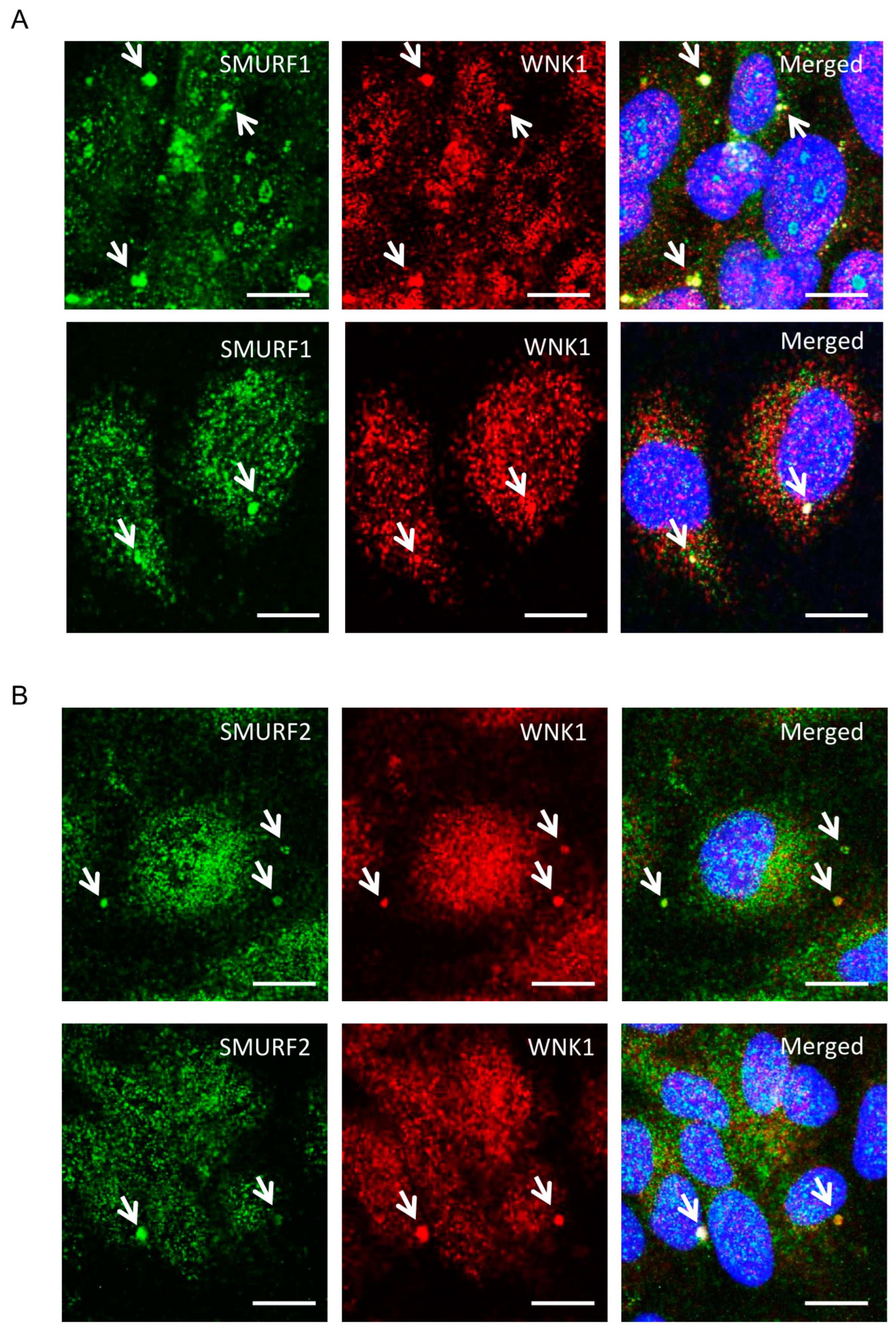 Kinasesphosphatases 02 00019 g001