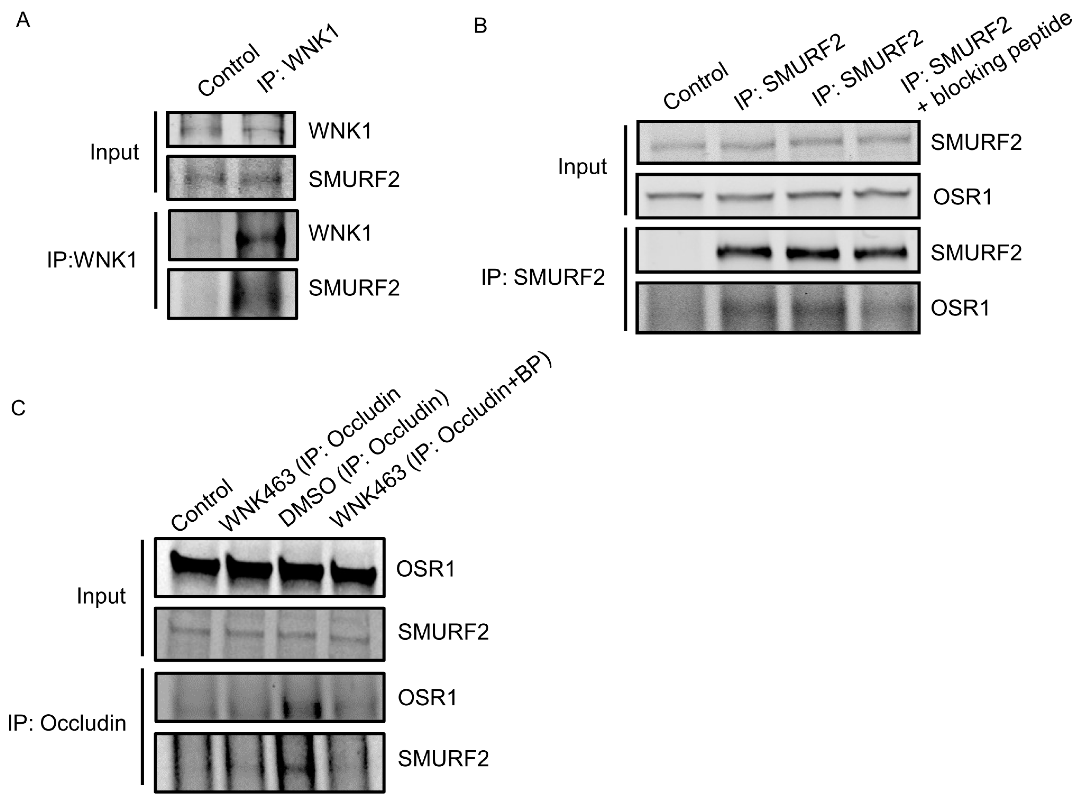 Kinasesphosphatases 02 00019 g002