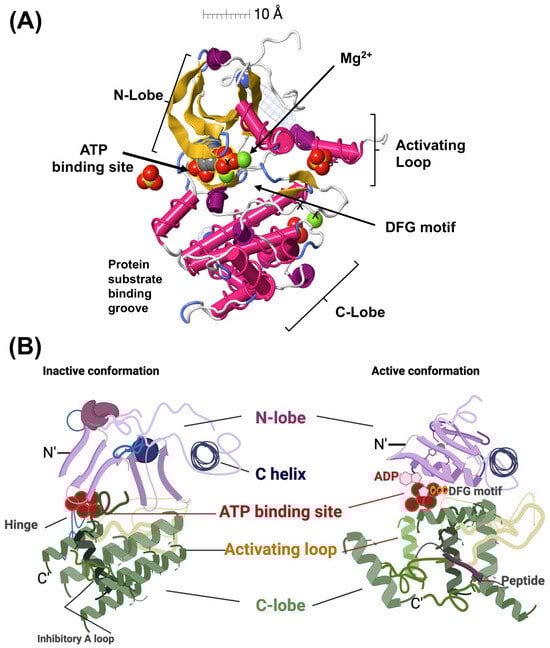 Kinasesphosphatases 02 00023 g001