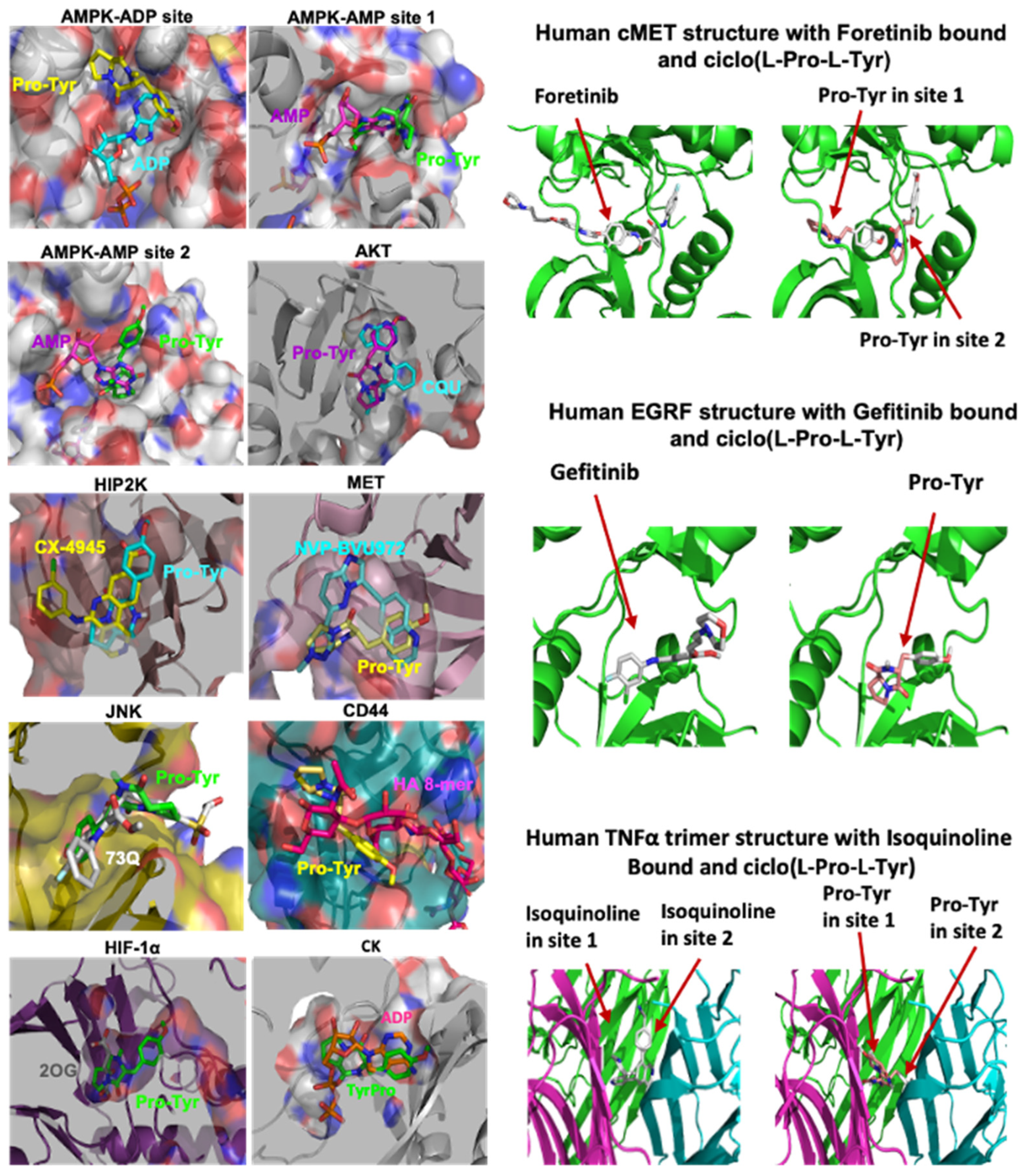 Kinasesphosphatases 02 00023 g004