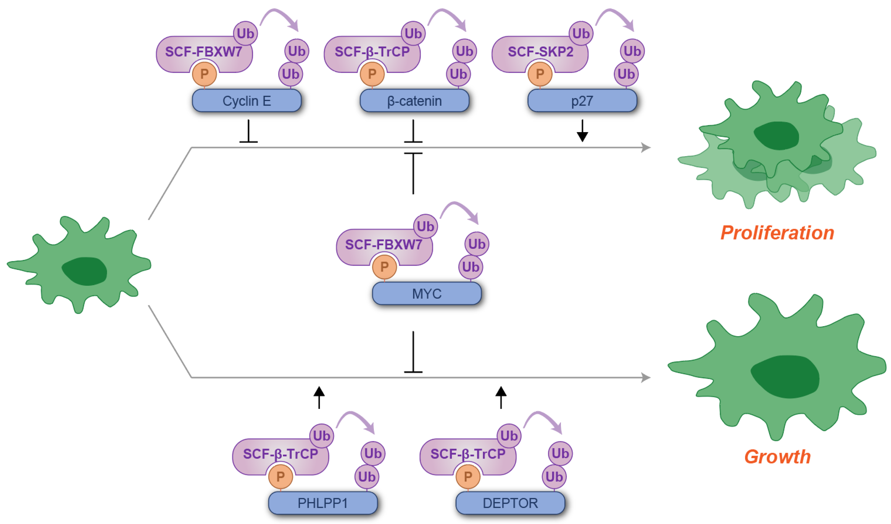 Kinasesphosphatases 03 00003 g002