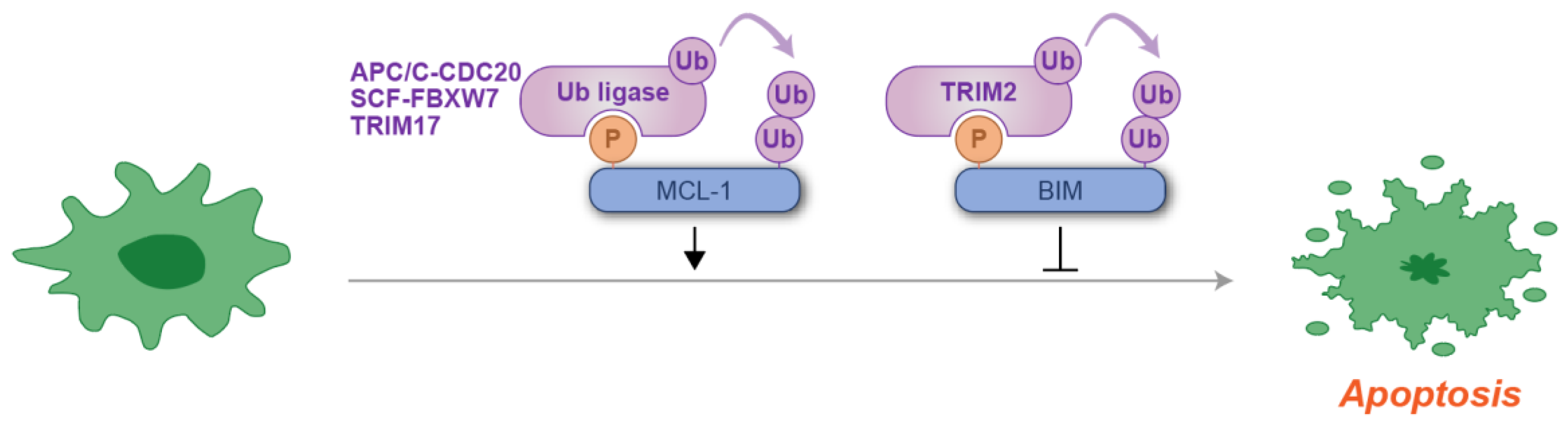 Kinasesphosphatases 03 00003 g004