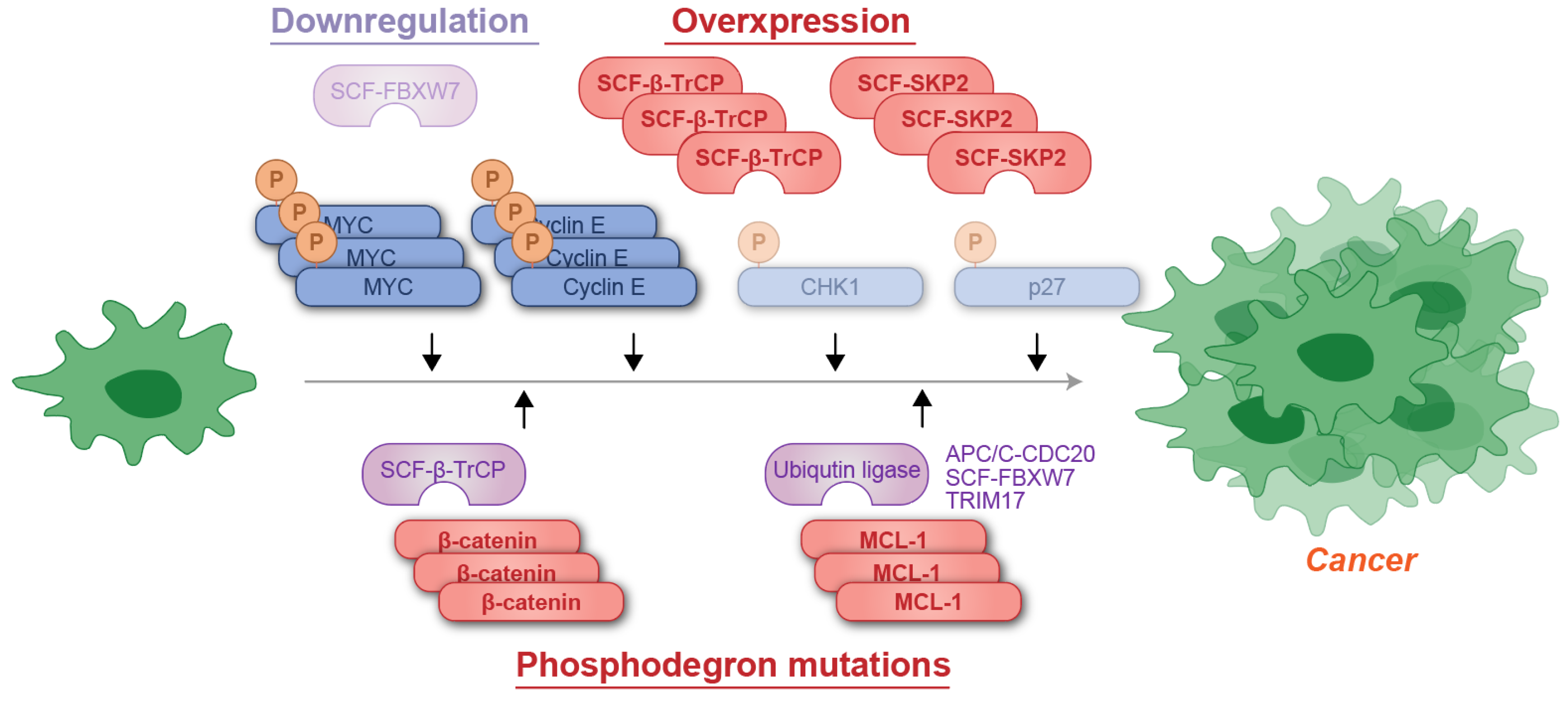 Kinasesphosphatases 03 00003 g005