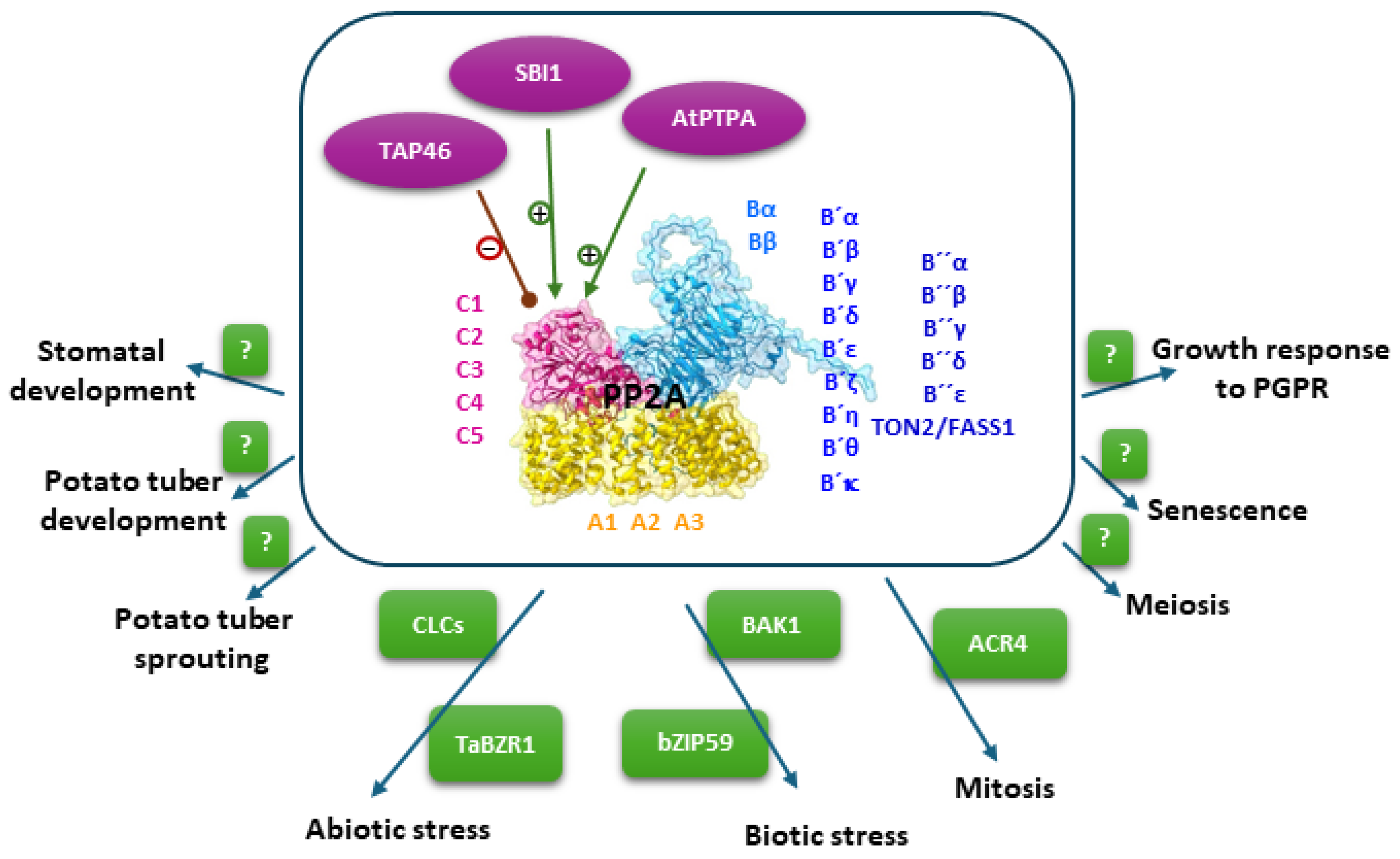Kinasesphosphatases 03 00005 g002